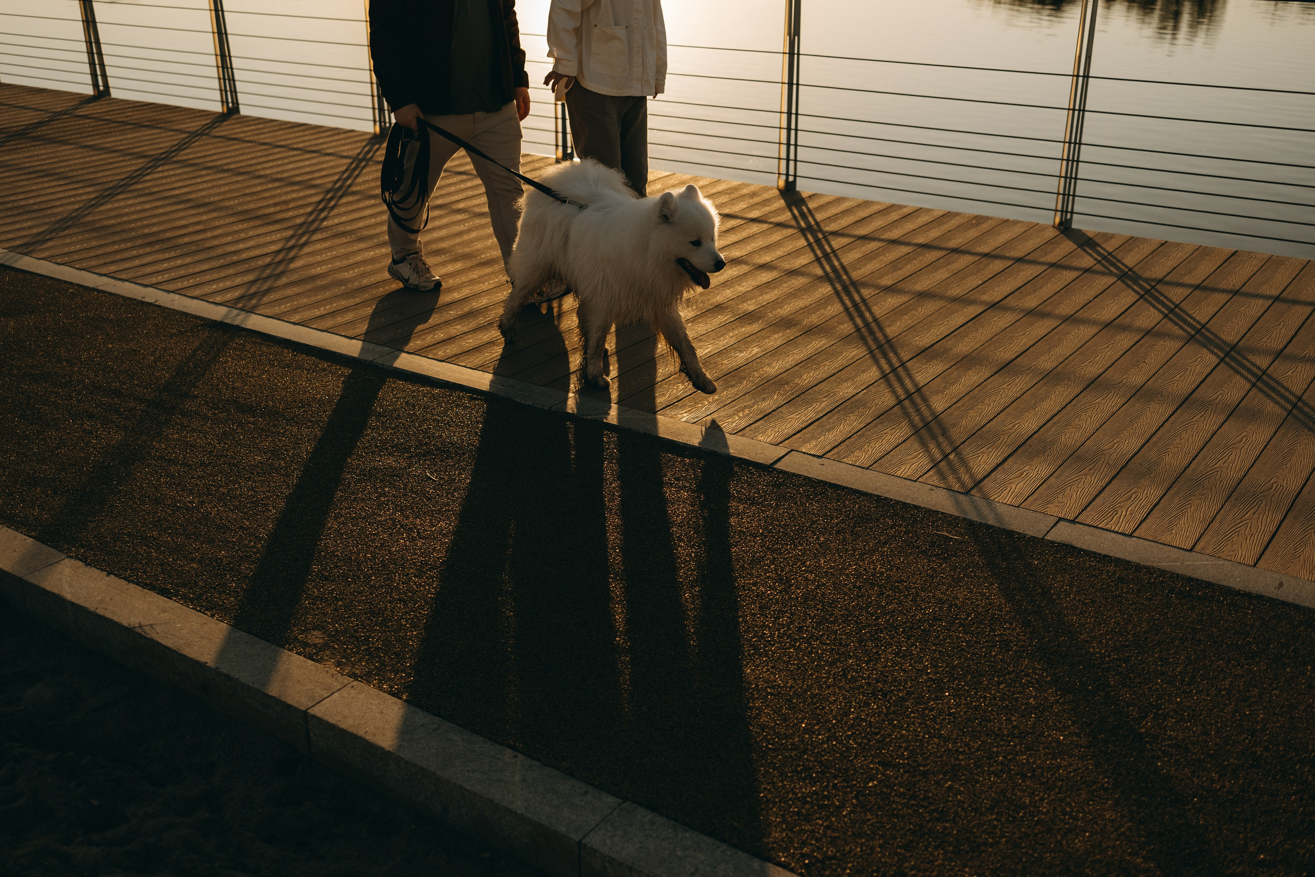 Танго и его семья. Фотограф — Анималист | Санкт-Петербург