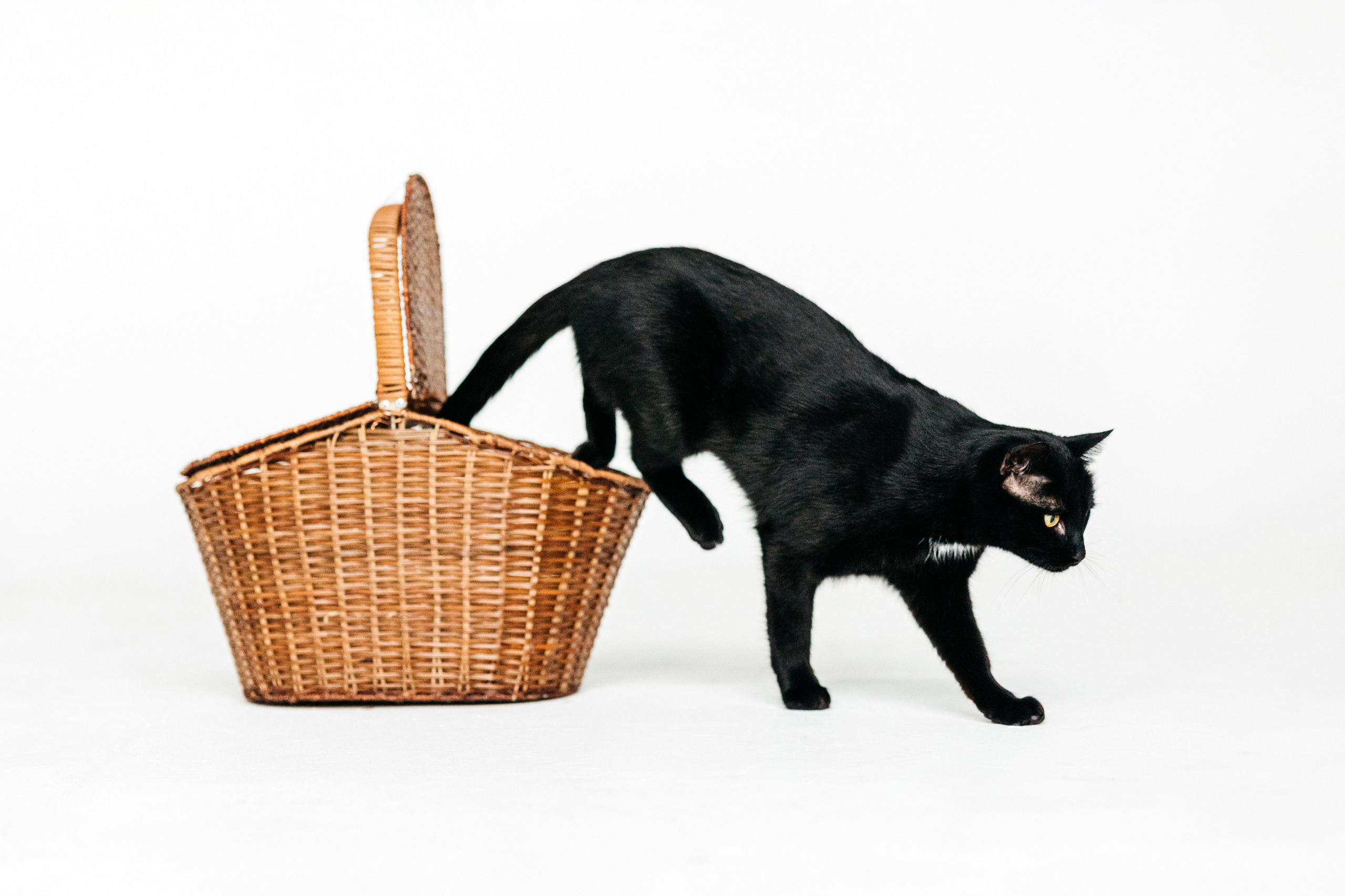 Кузя. Фотограф-анималист Елена Радченко, Москва