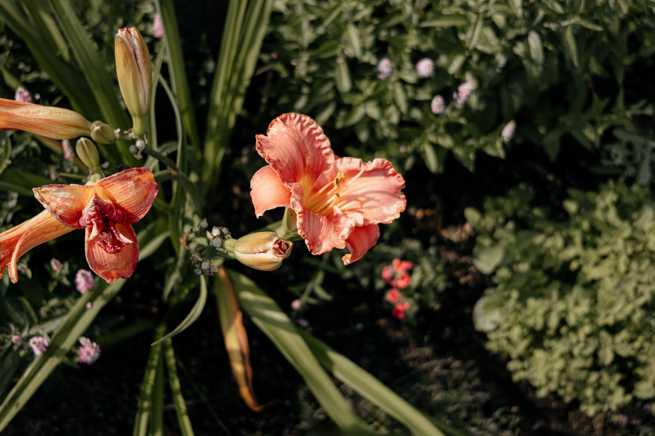 Максим и Анастасия