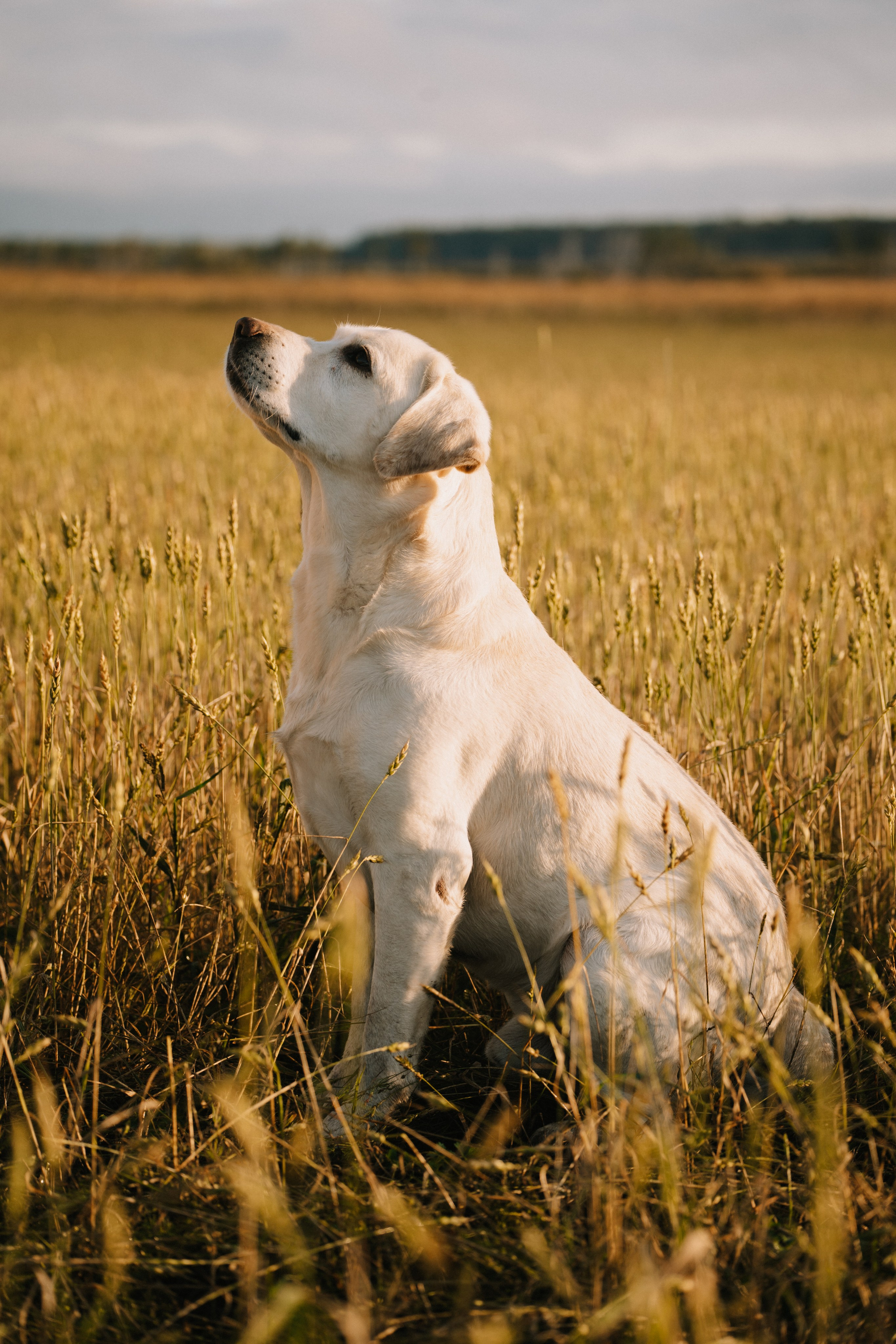 Дана и Арчи. Фотограф-анималист Анастасия Большакова