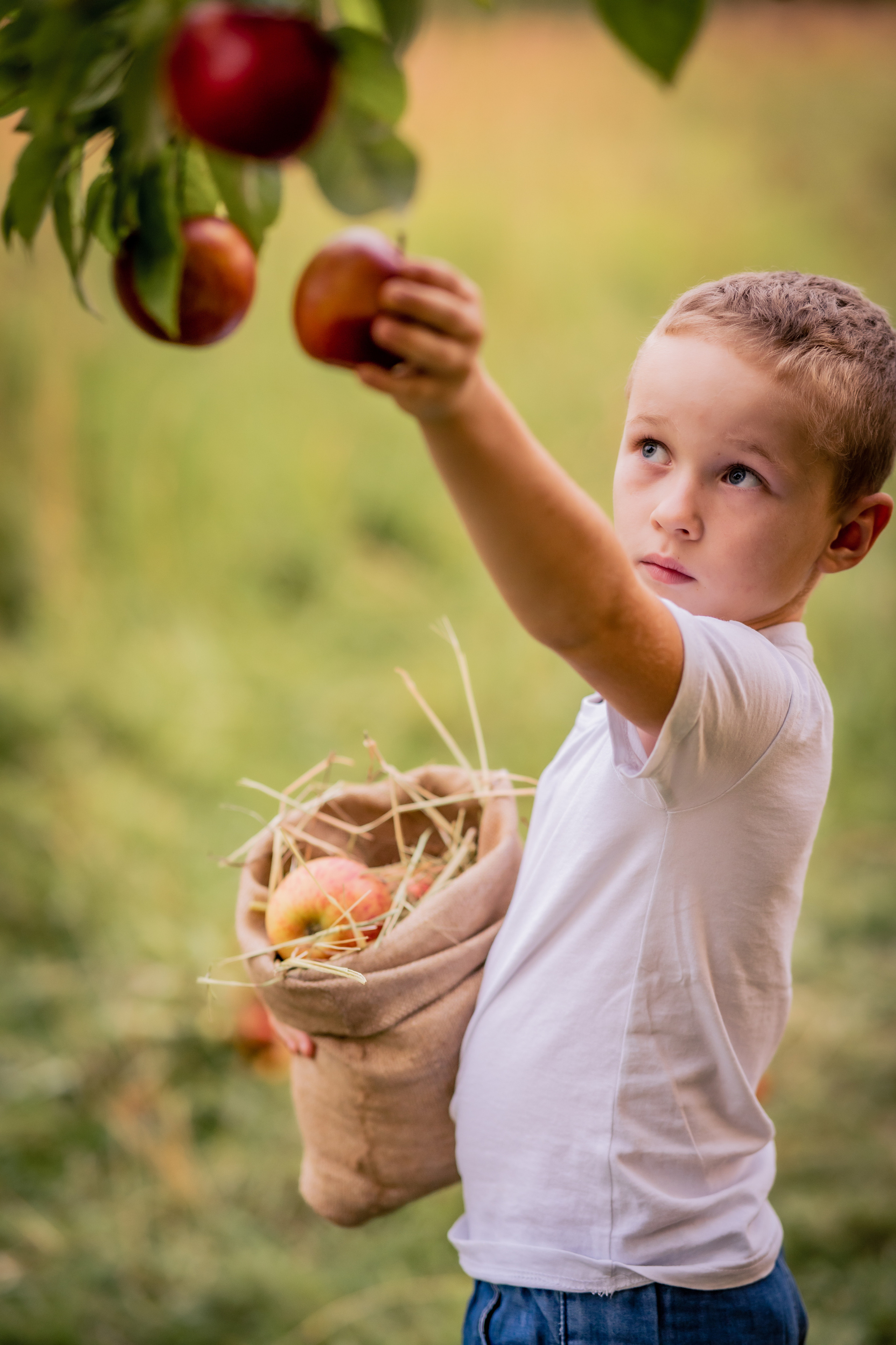 Яблочки. Фотограф в Калуге Светлана Нефедова