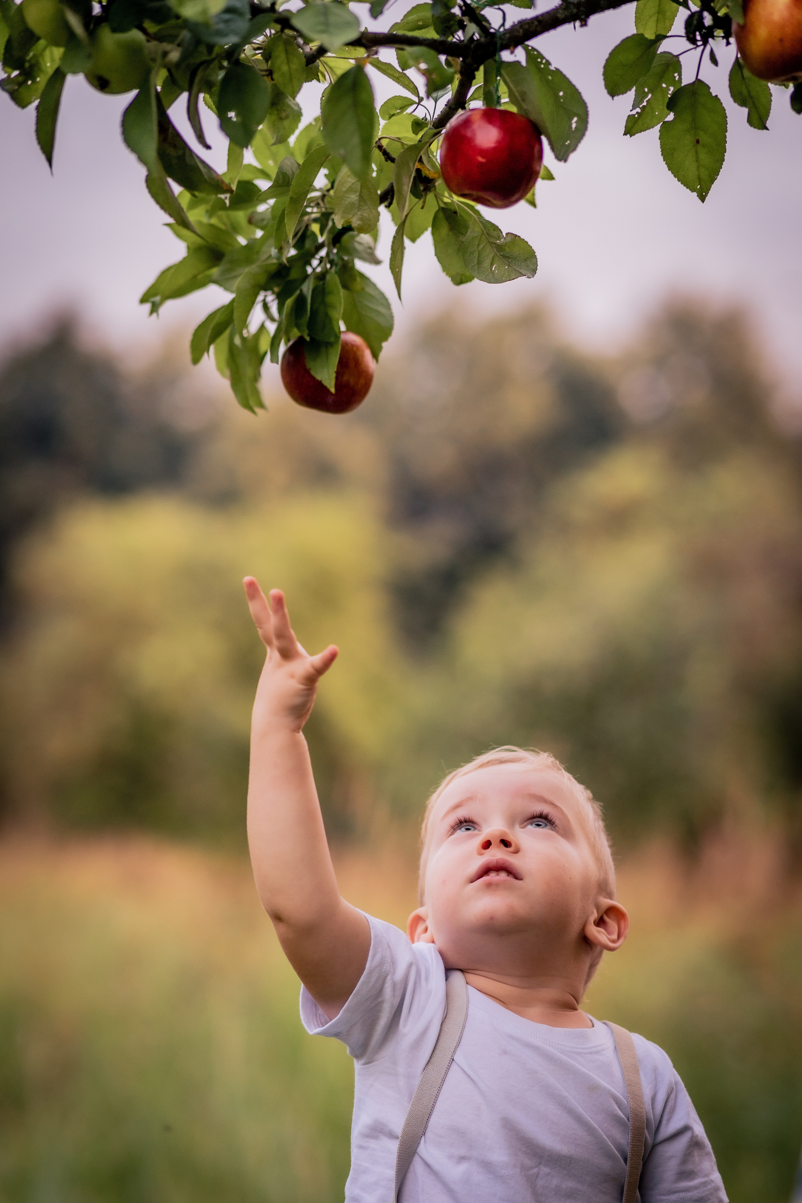 Яблочки. Фотограф в Калуге Светлана Нефедова