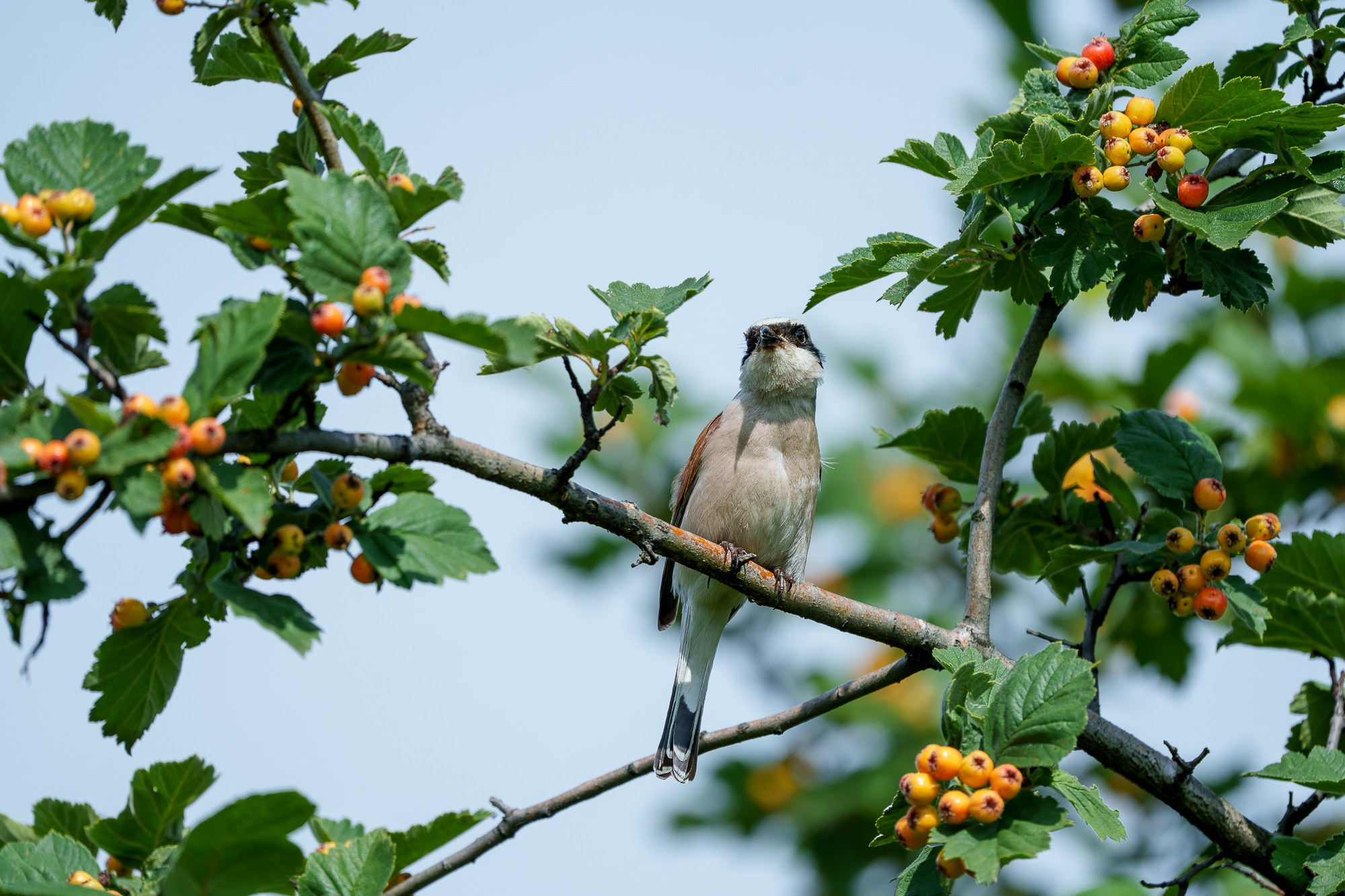 Удивительные мир птиц. Вокруг нас столько прекрасного — присмотритесь!. Ваш личный фотограф Марина Волкова