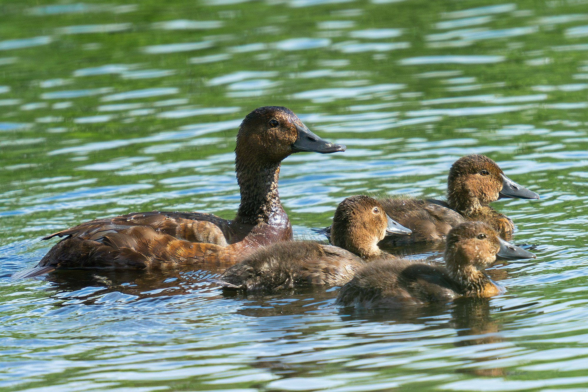 Удивительные мир птиц. Вокруг нас столько прекрасного — присмотритесь!. Ваш личный фотограф Марина Волкова