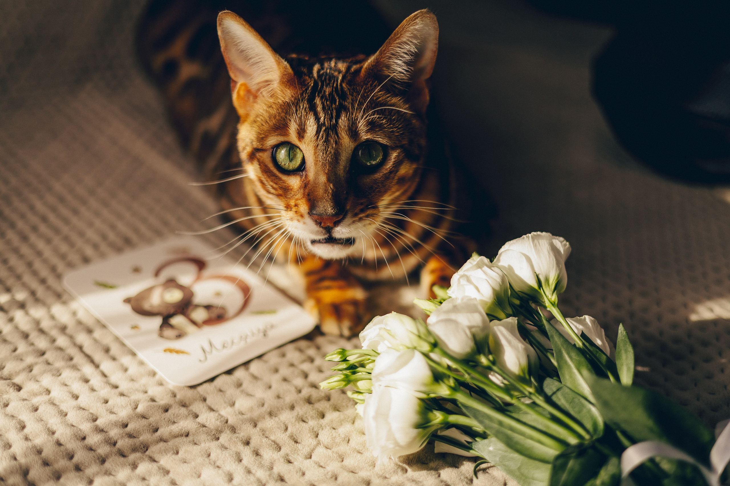 Милейшая нежность… Адель 3 месяца. Профессиональный фотограф Natali Aieteia