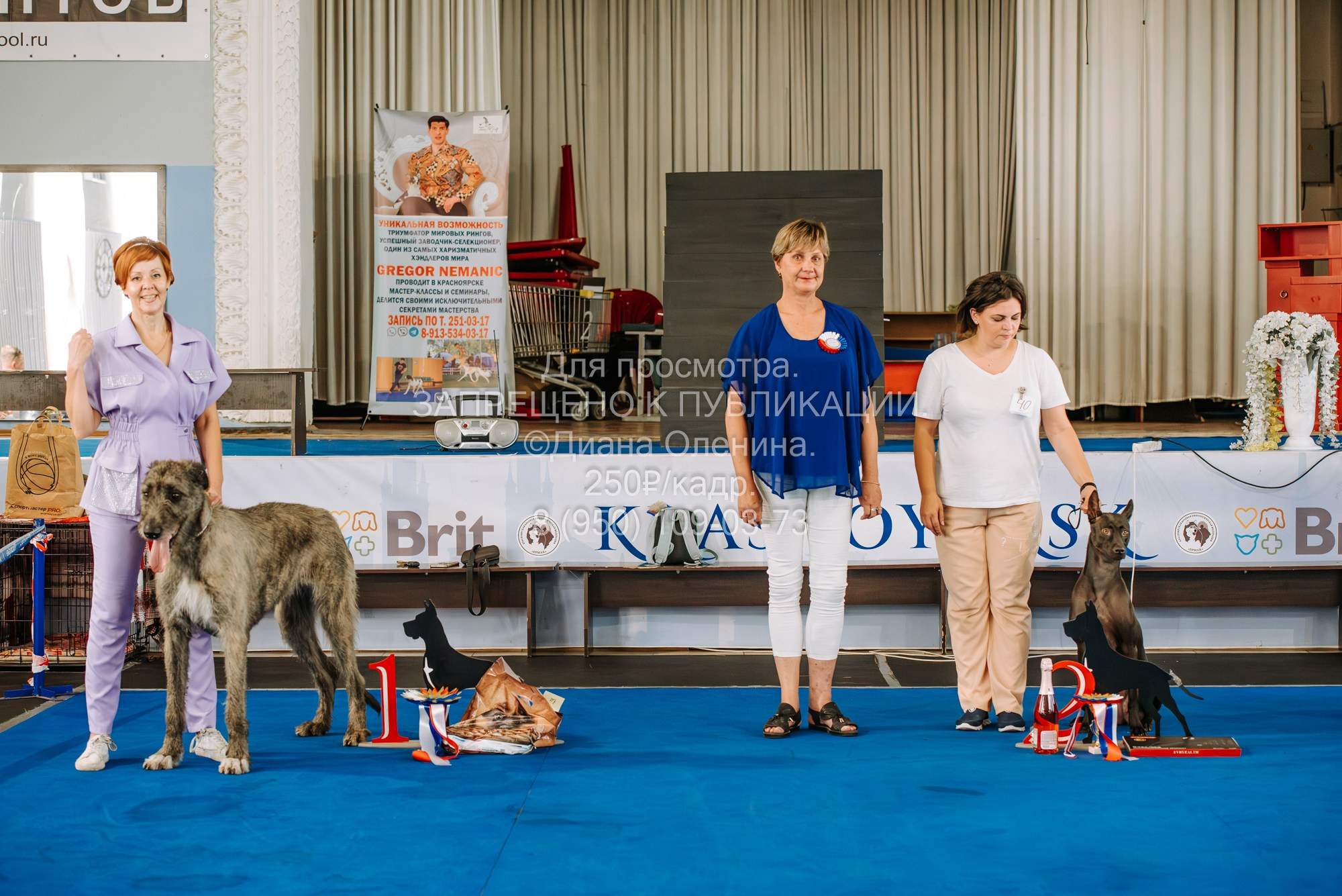 Национальная выставка собак всех пород ранга САС-IKU «Кубок Красноярск. Фотограф Диана Оленина Красноярск / Братск