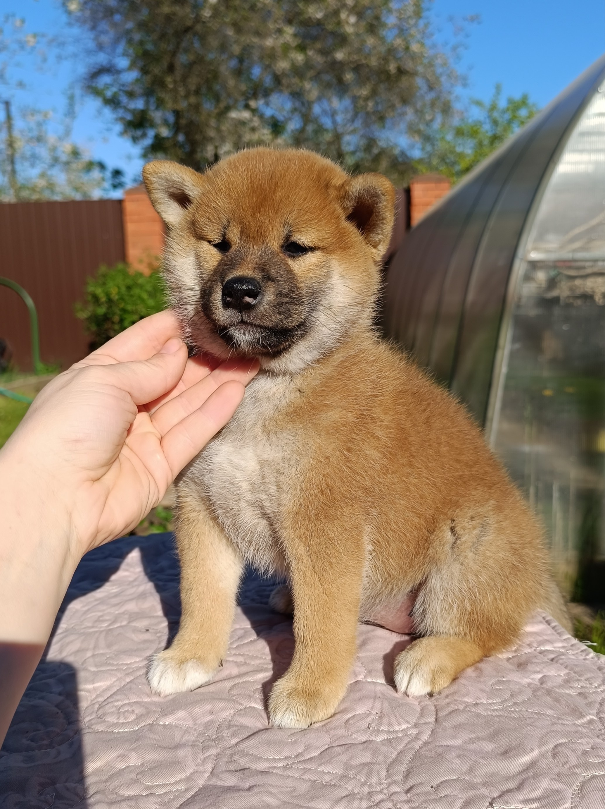 сиба питомник Рубилайт щенки на продажу rubylight  сиба щенки купить СПб Санкт-Петербург