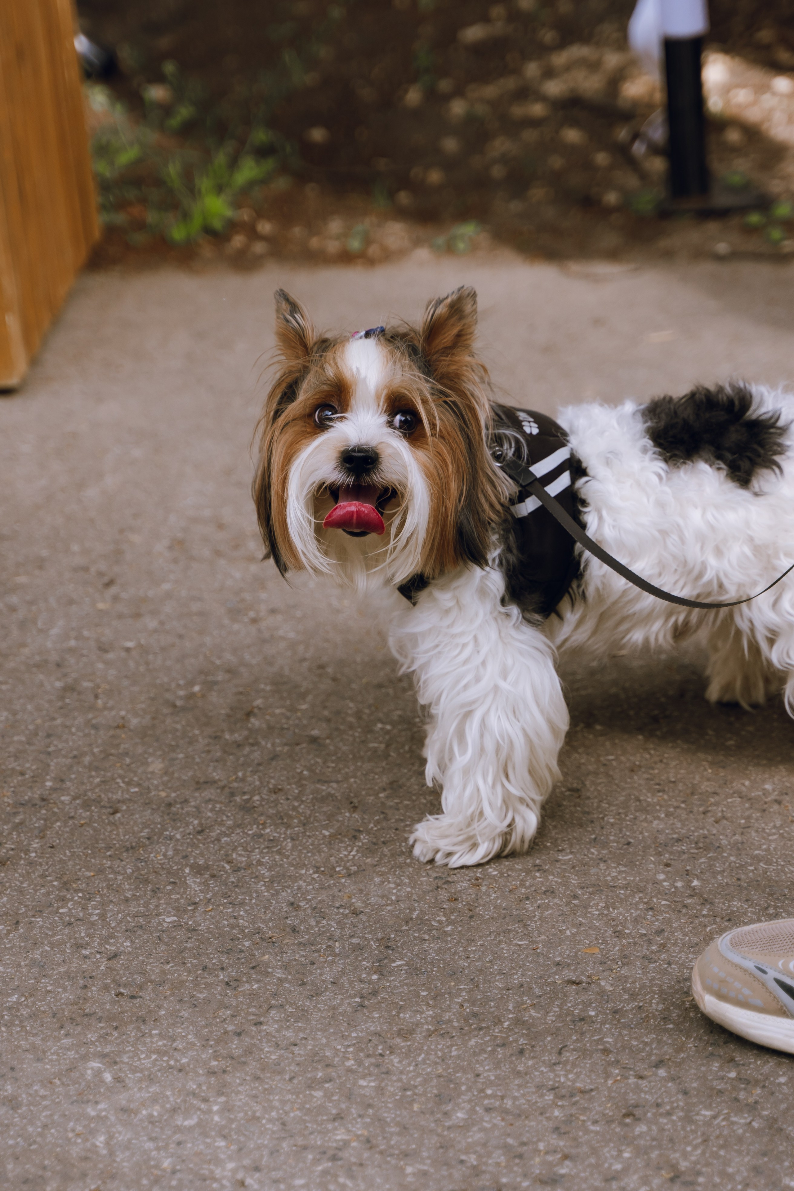 Площадка фестиваля «Мампус и его друзья» в Лесопарке 2025. Фотограф Надежда Погребняк | Рязань | Москва