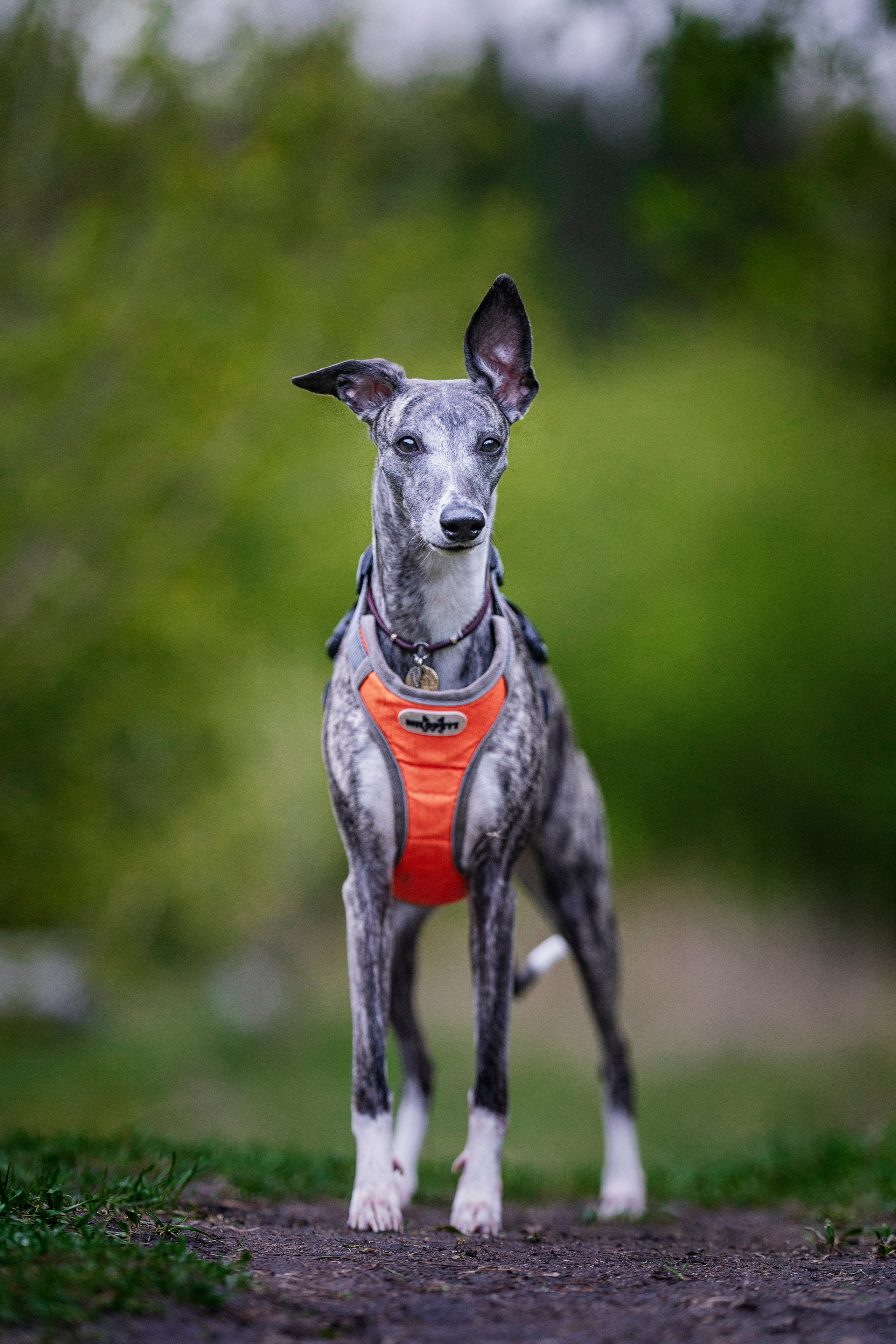 Ольга и ее красивые собаки. Kameramotor74