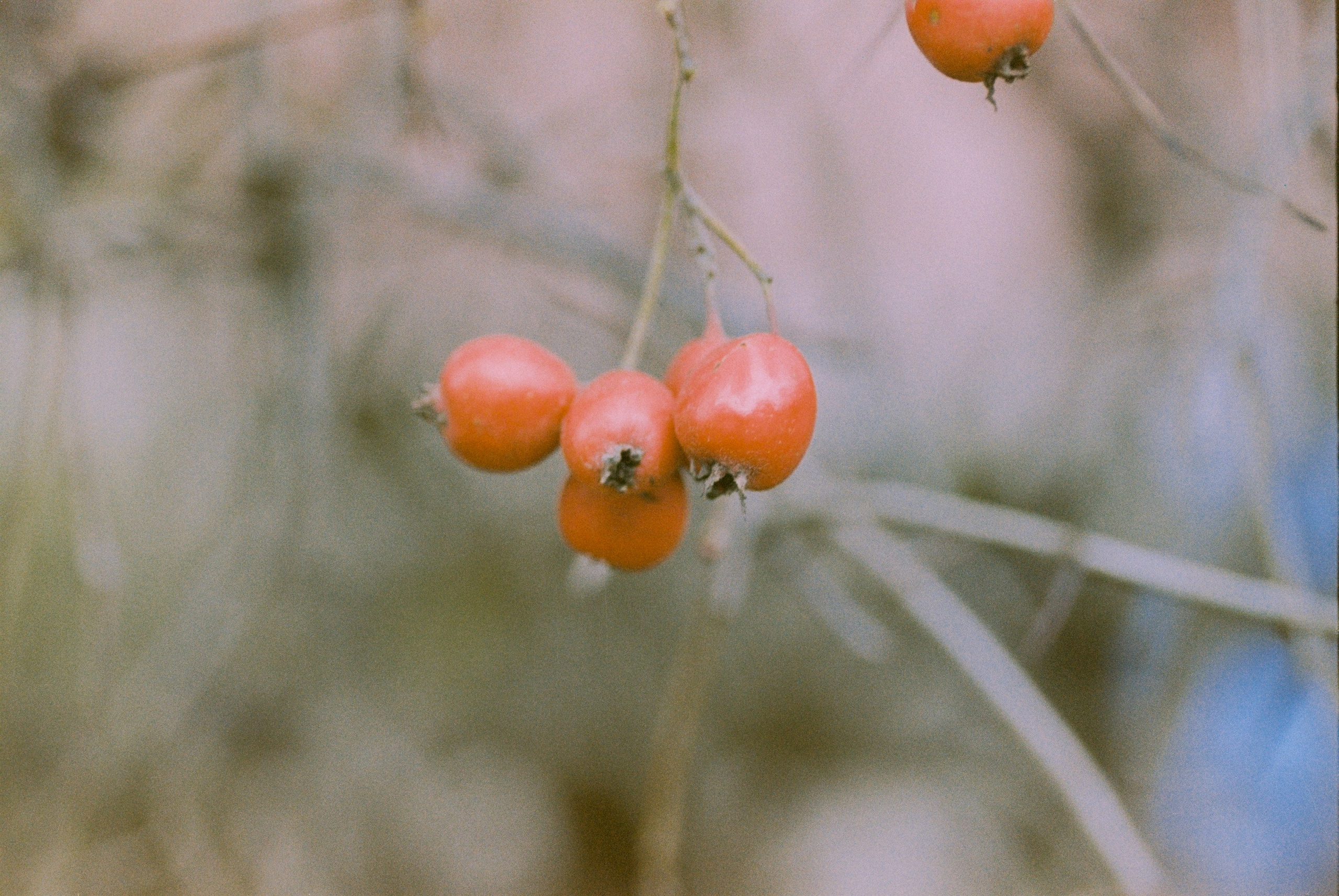 Осень на просроченную Kodak Color Plus 200 и Contax N1 с макро-объекти