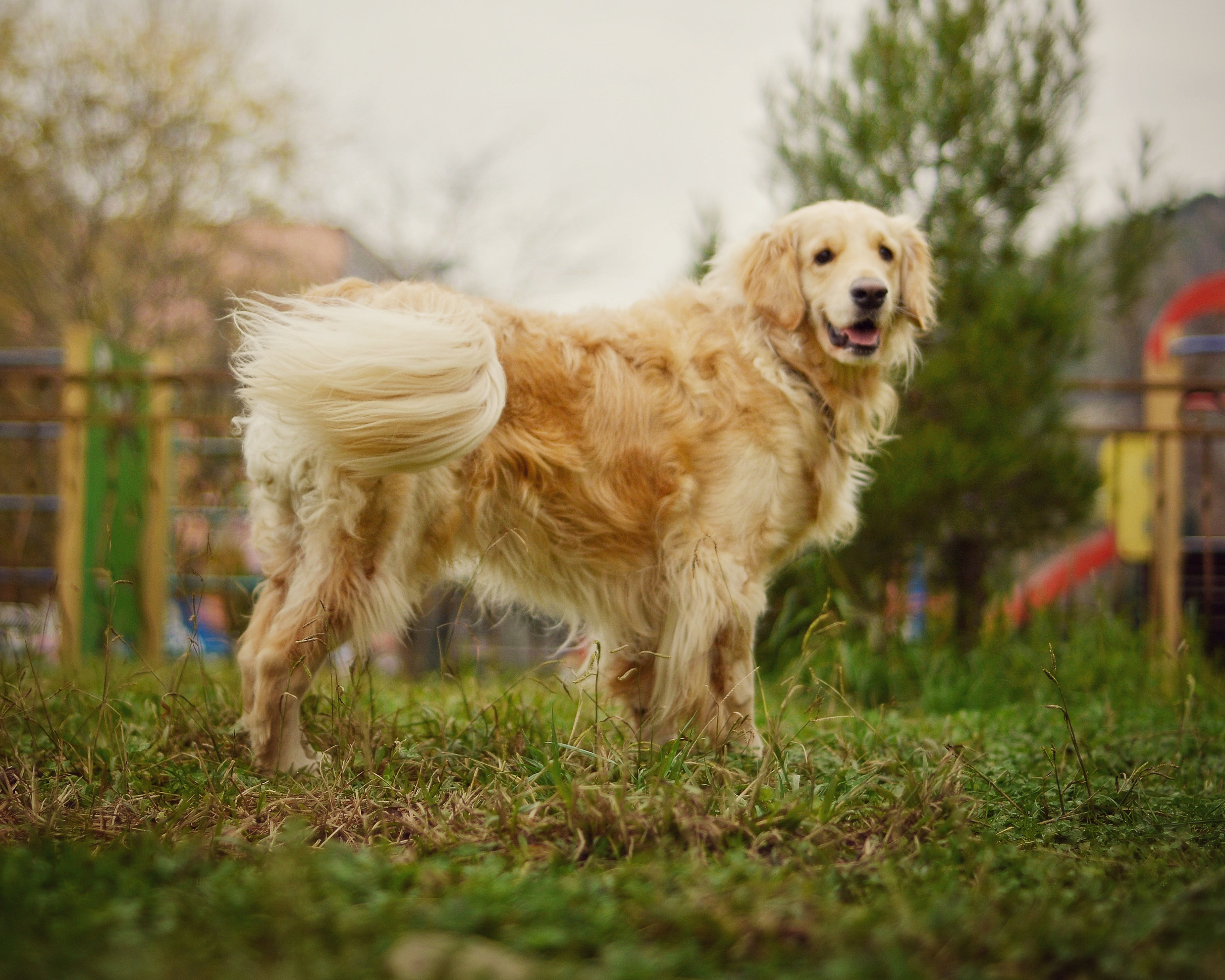 Животные. Фотограф • Елена Миронова