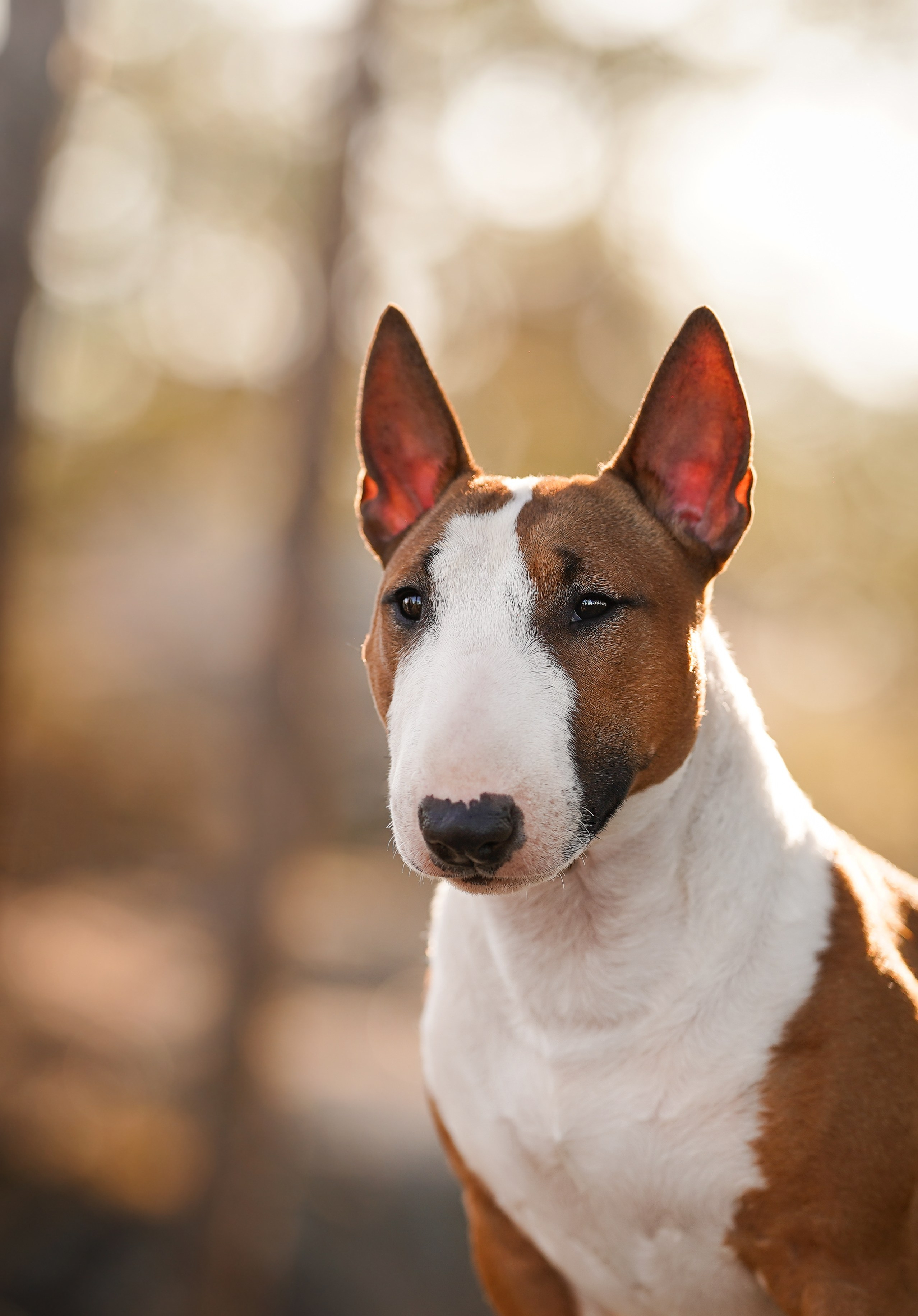 Таисия и Тамагочи. Фотограф-анималист в Санкт-Петербурге Яна Мартынова