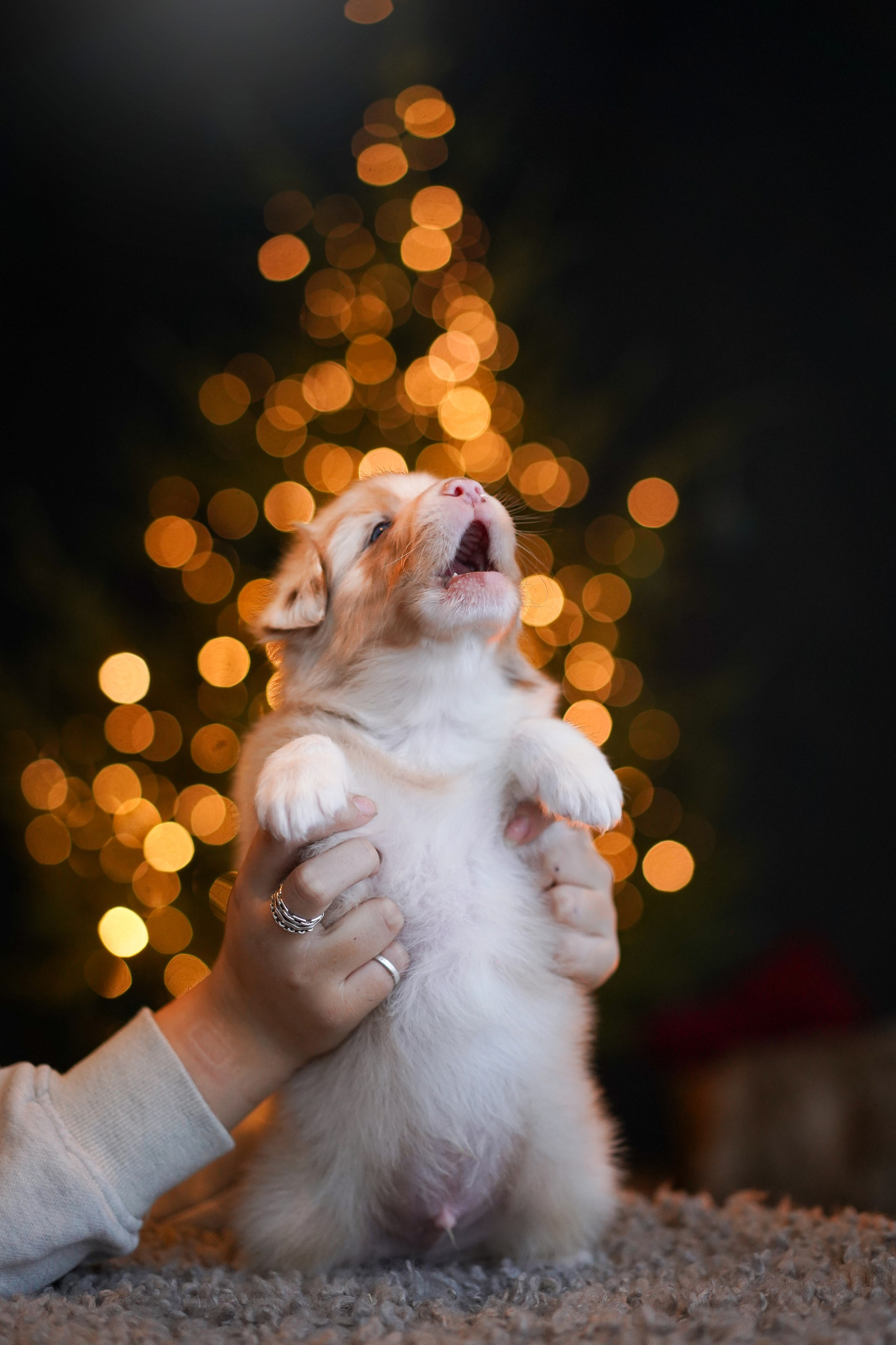 Съемка щеночков в студии. Фотограф-анималист в Санкт-Петербурге Яна Мартынова