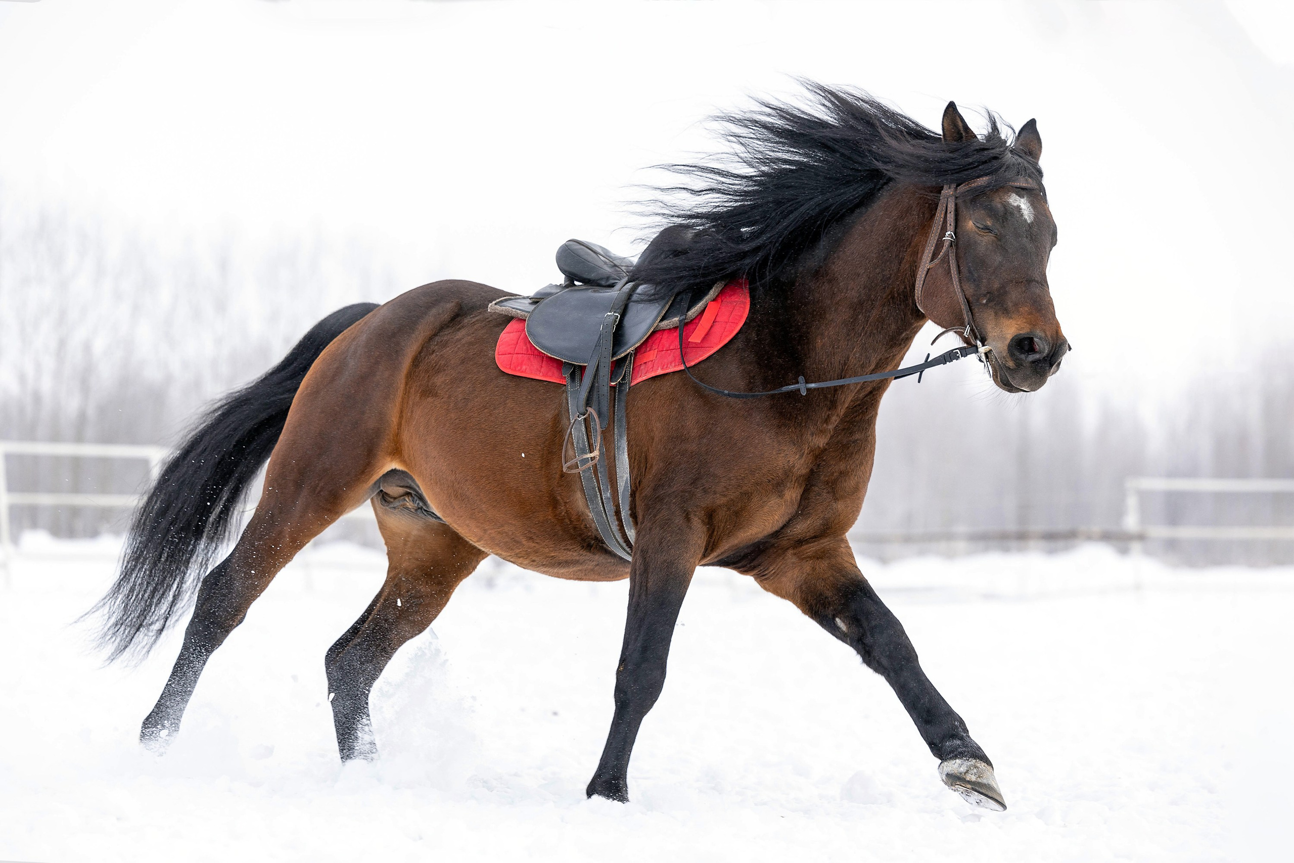 Репотражная съёмка. Фотограф-анималист в Омске Екатерина Маричева