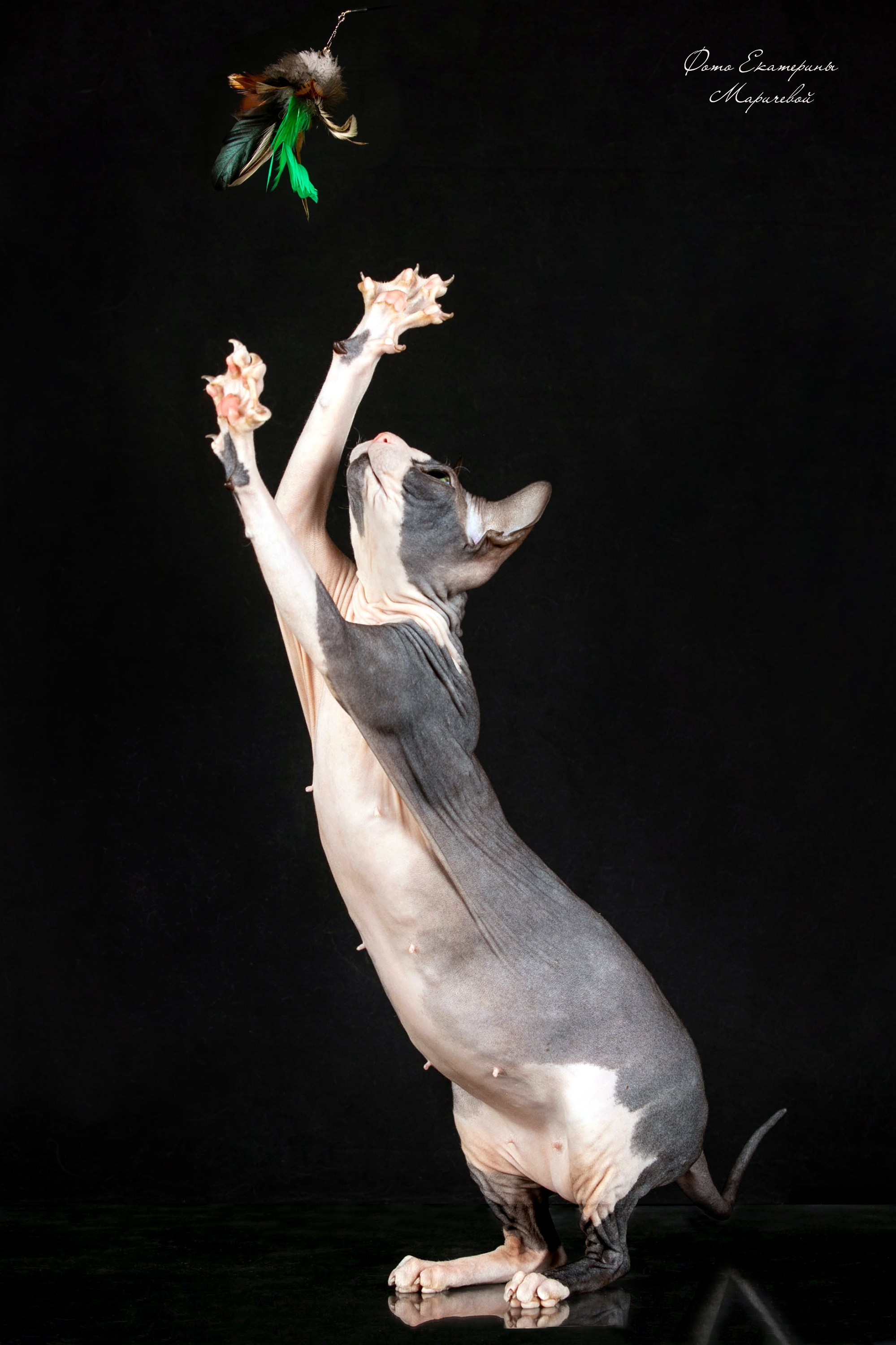 Фоны чёрный, белый, серый. Фотограф-анималист в Омске Екатерина Маричева