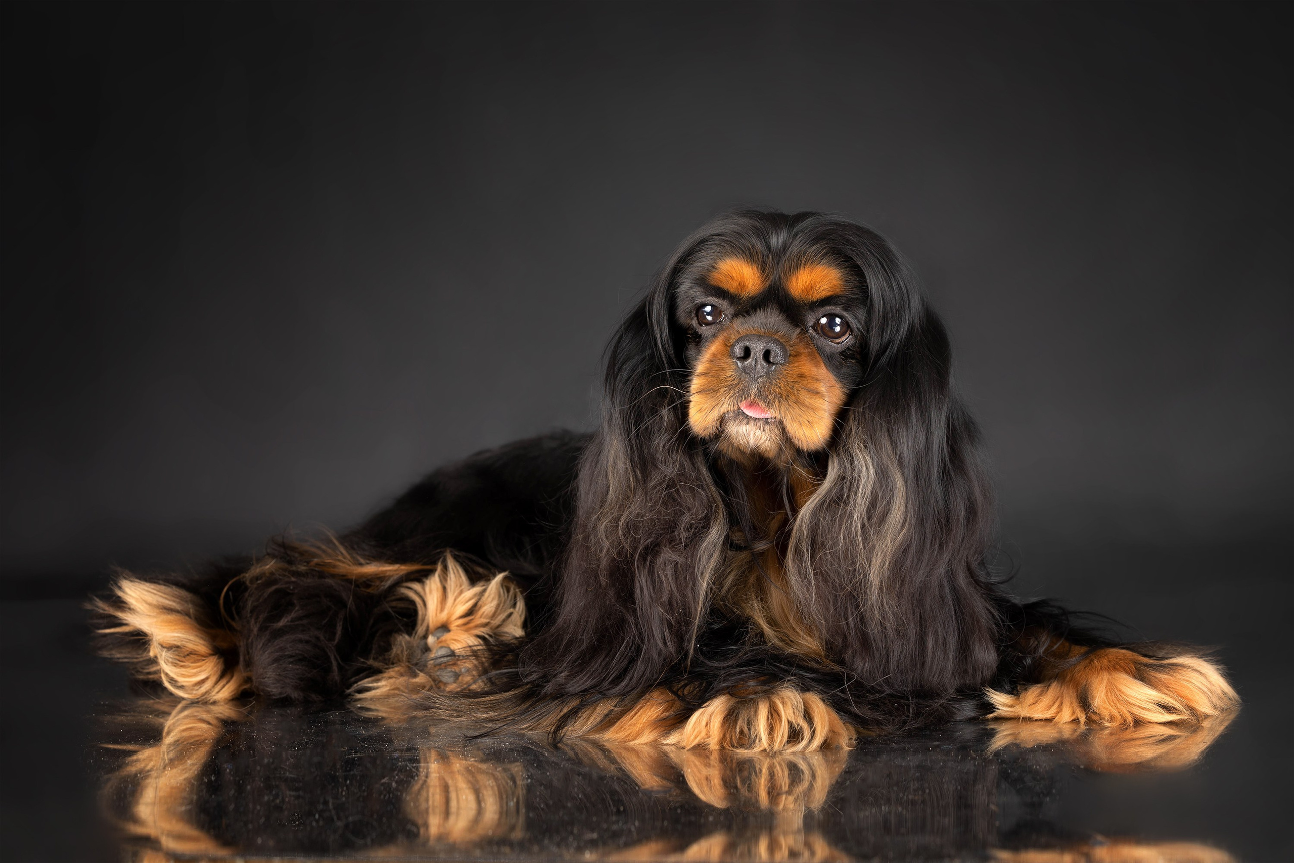 Стендовая съёмка на выставках собак. Фотограф-анималист в Омске Екатерина Маричева