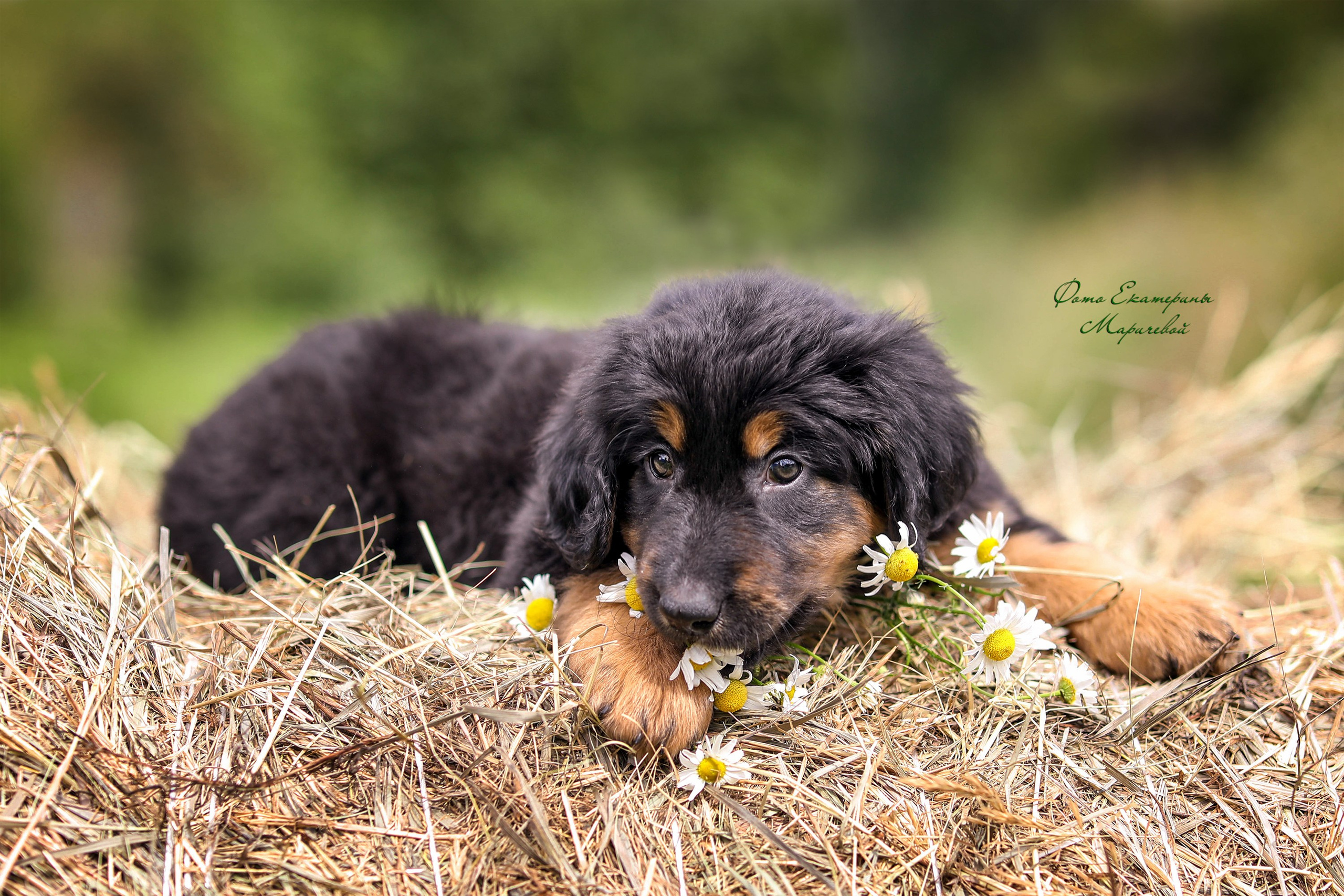 Выездная съёмка с естественным светом. Фотограф-анималист в Омске Екатерина Маричева