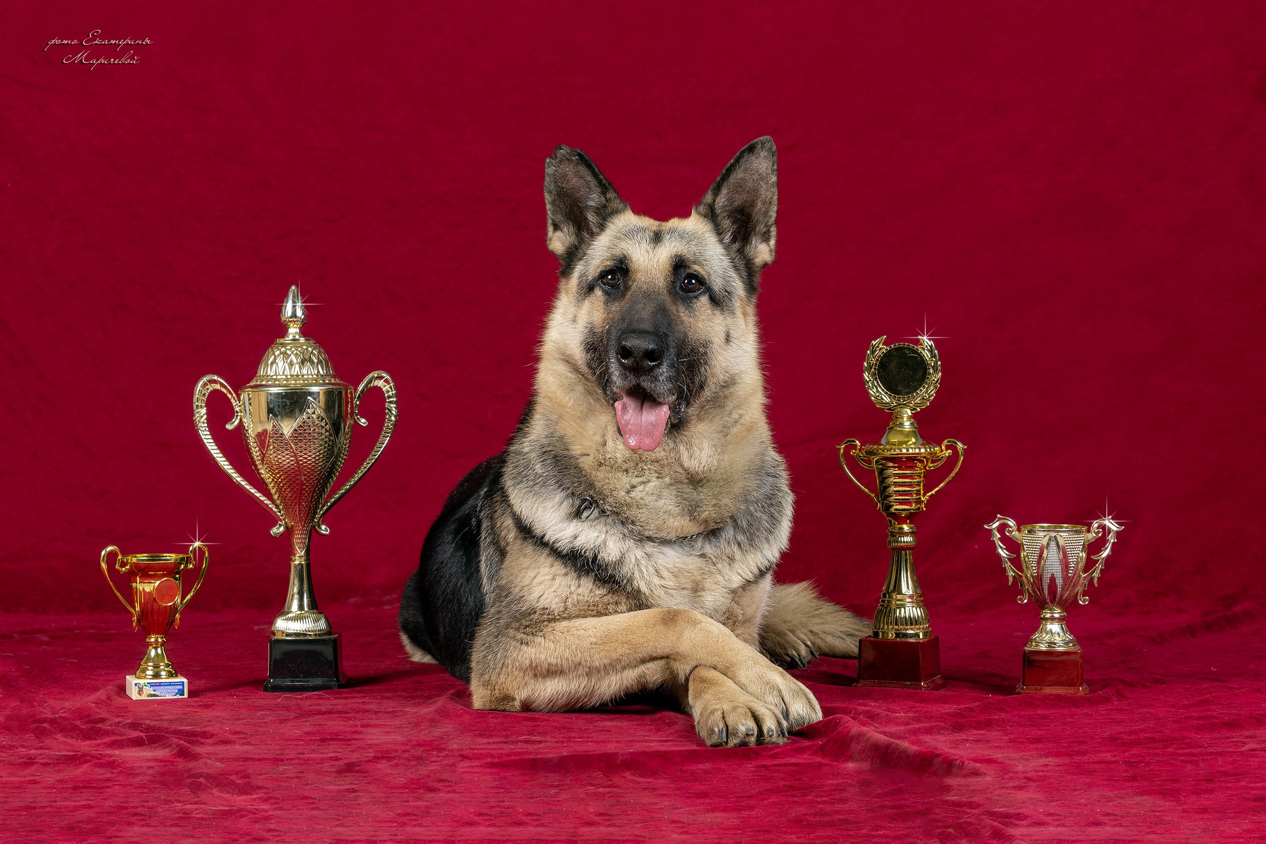 Стендовая съёмка на выставках собак. Фотограф-анималист в Омске Екатерина Маричева
