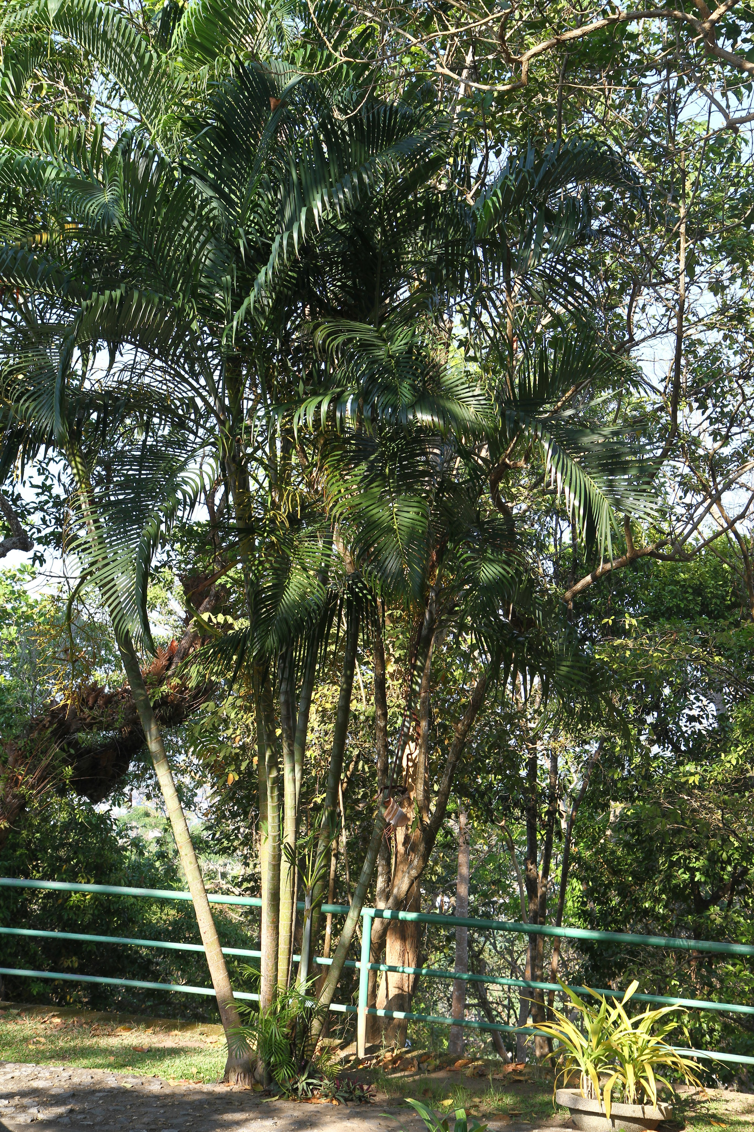 Тайланд. Пхукет 2013. Улица, люди, жизнь…