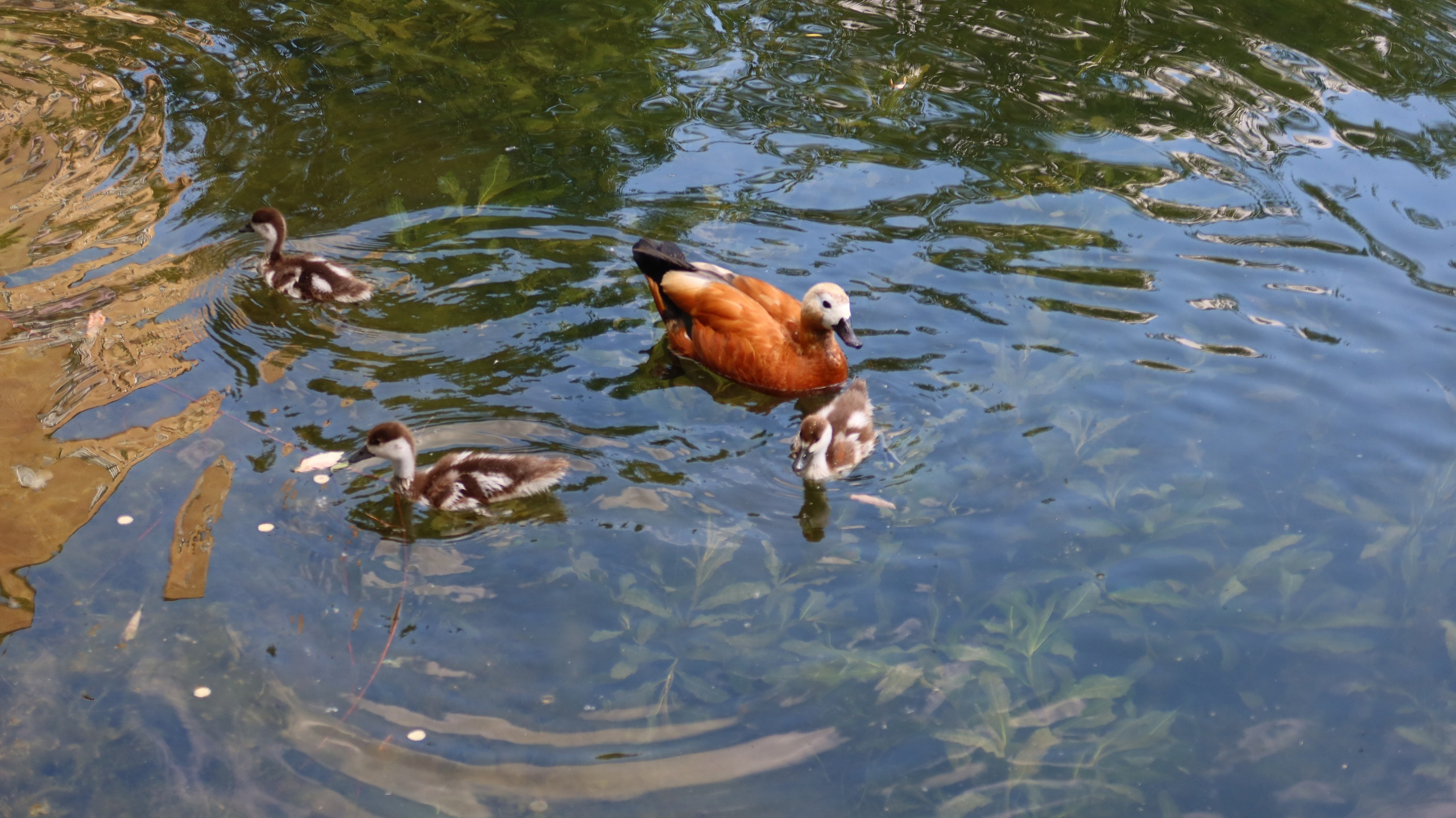 Антроповский сквер. Улица, люди, жизнь…