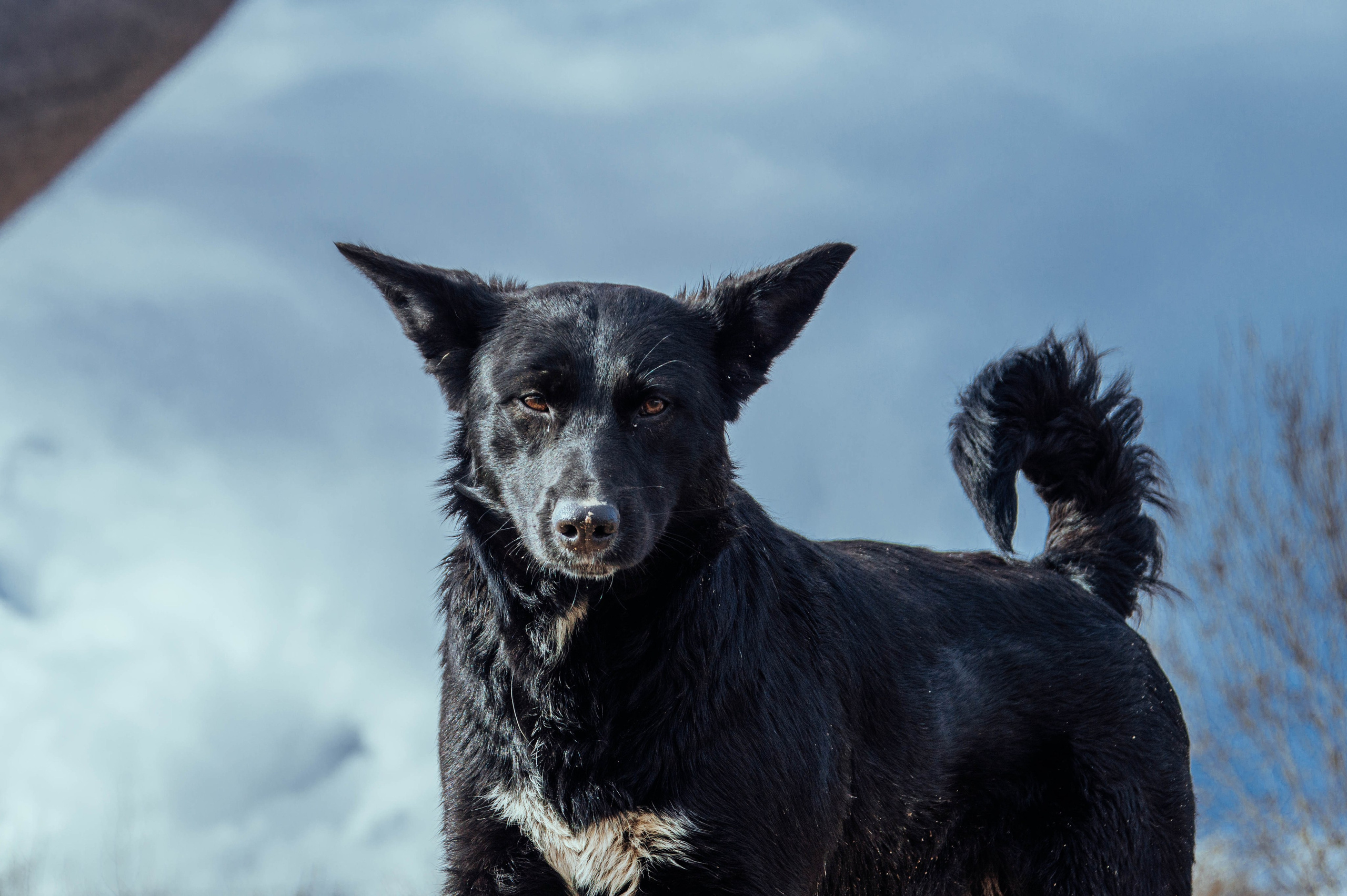 Приют «Дом Добра». Индивидуальный фотограф в Москве
