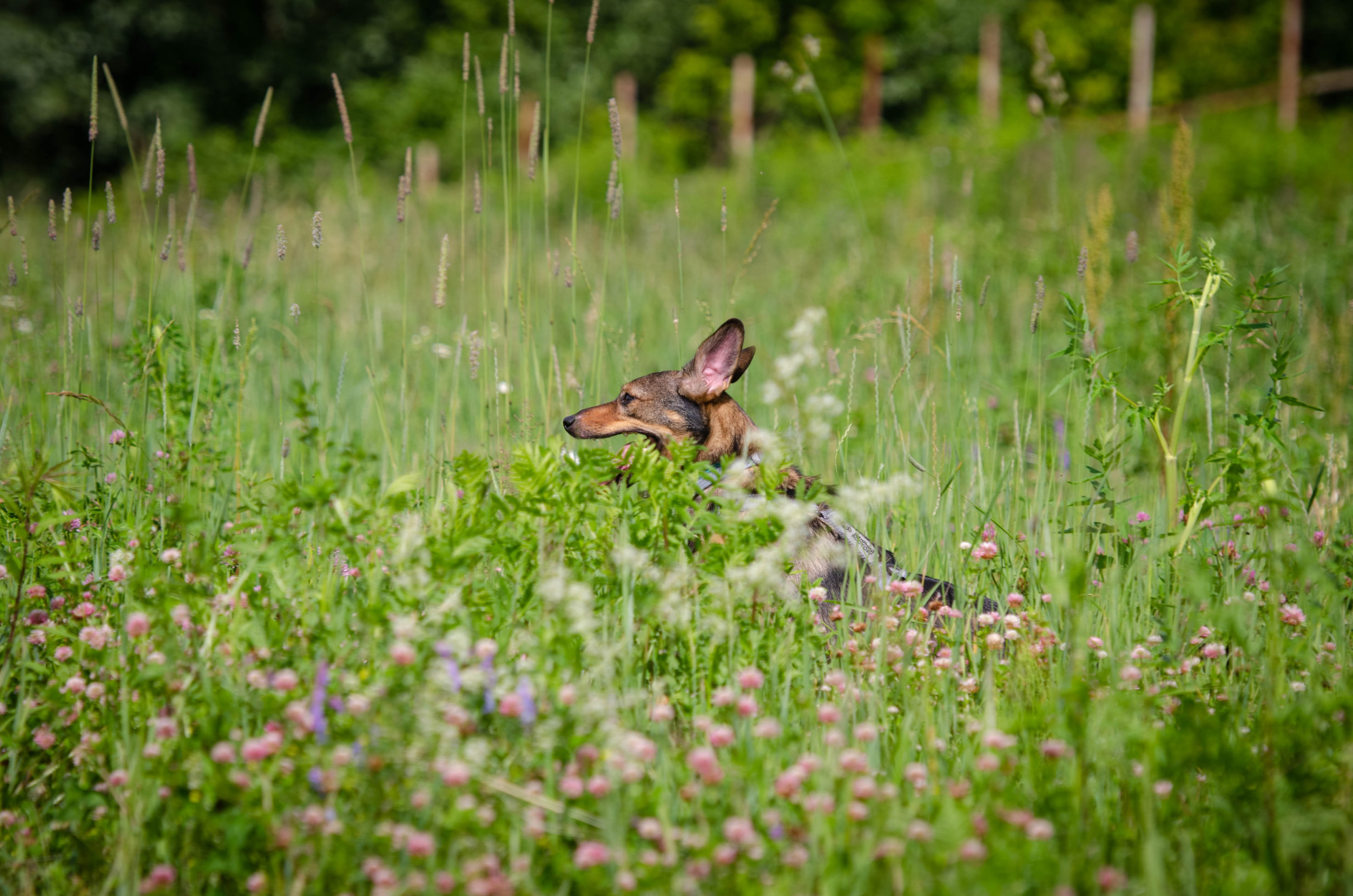 Прогулка (Лохин остров). Фотограф Светлана Блинова, Москва и Московская область