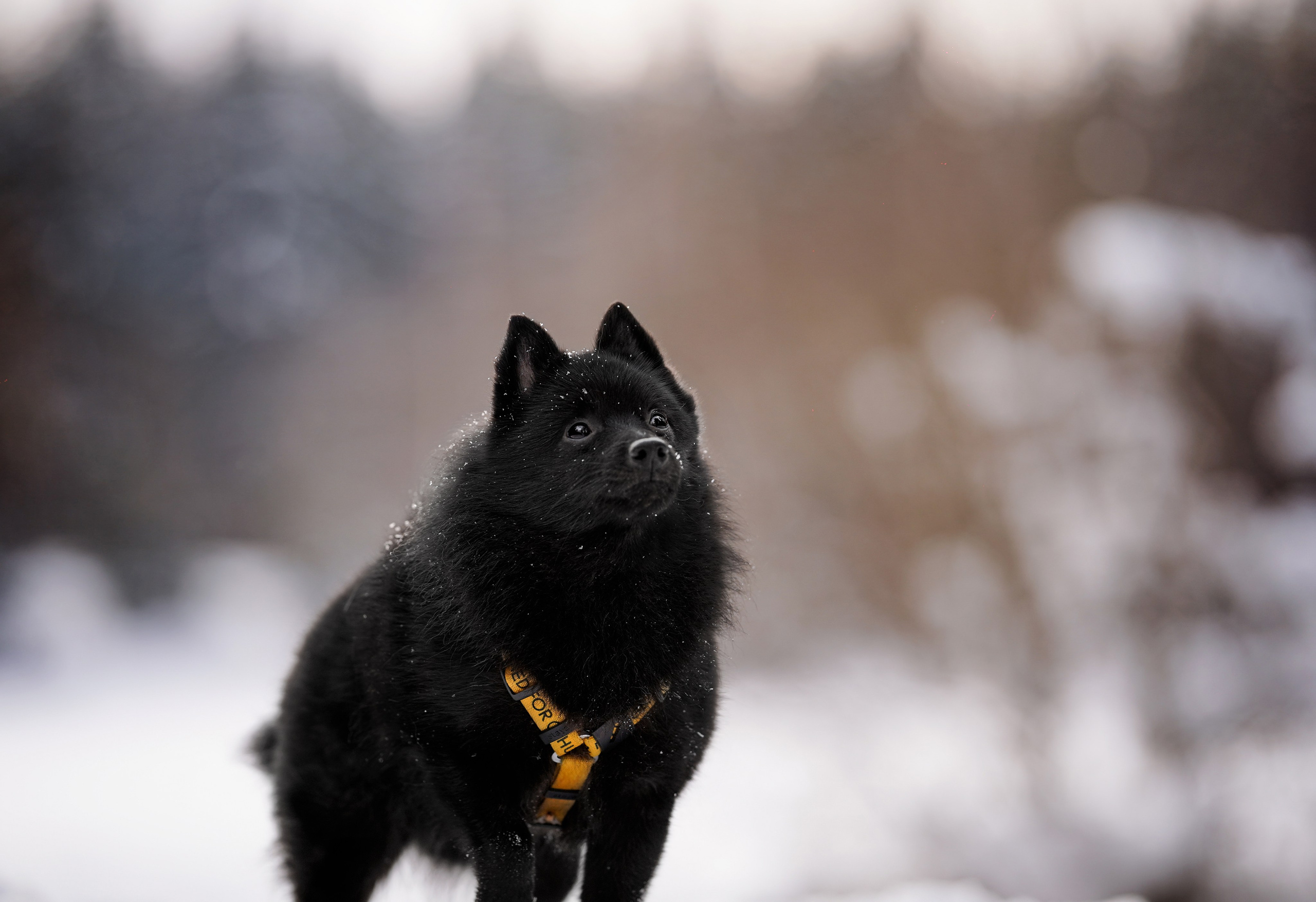 Мишель Александра и Панда. Фотограф-анималист в Санкт-Петербурге Яна Мартынова