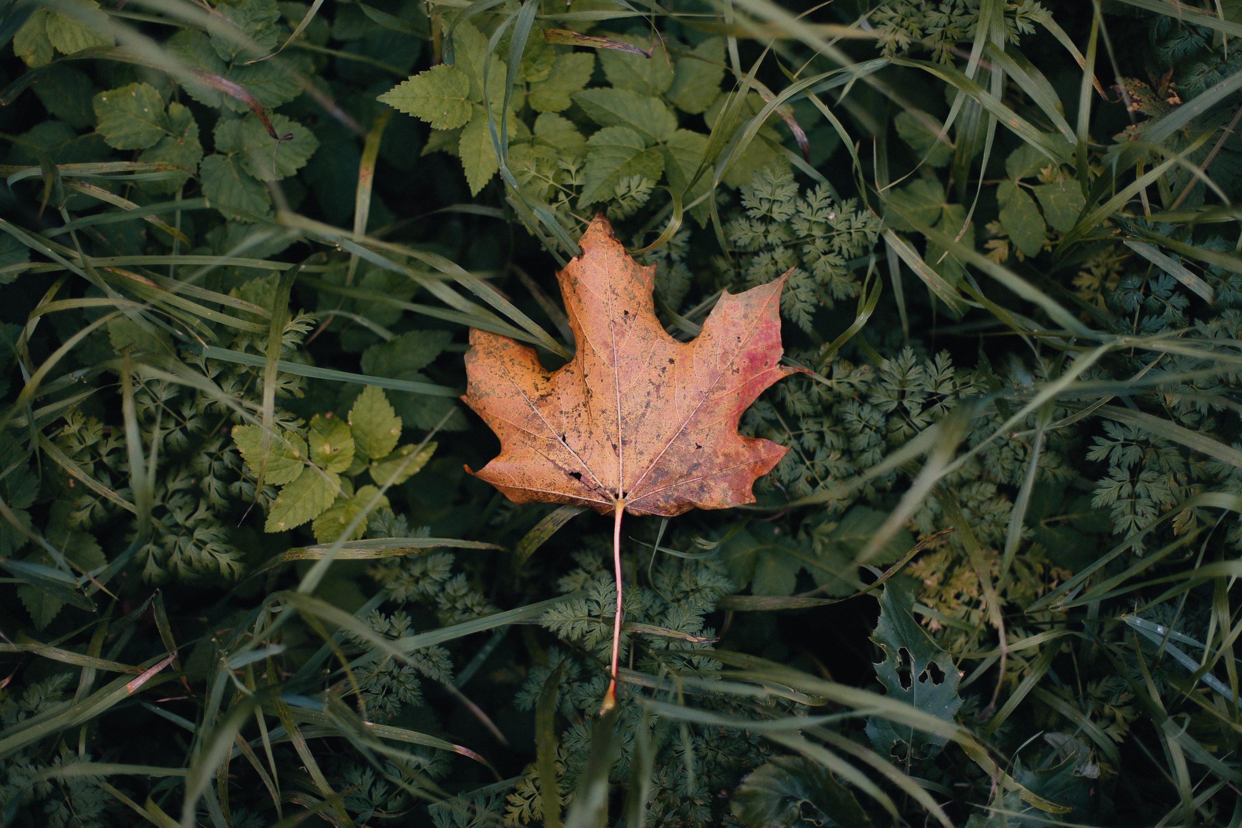 Осенняя история. Свадебный фотограф в Санкт-Петербурге Алексеев Сергей