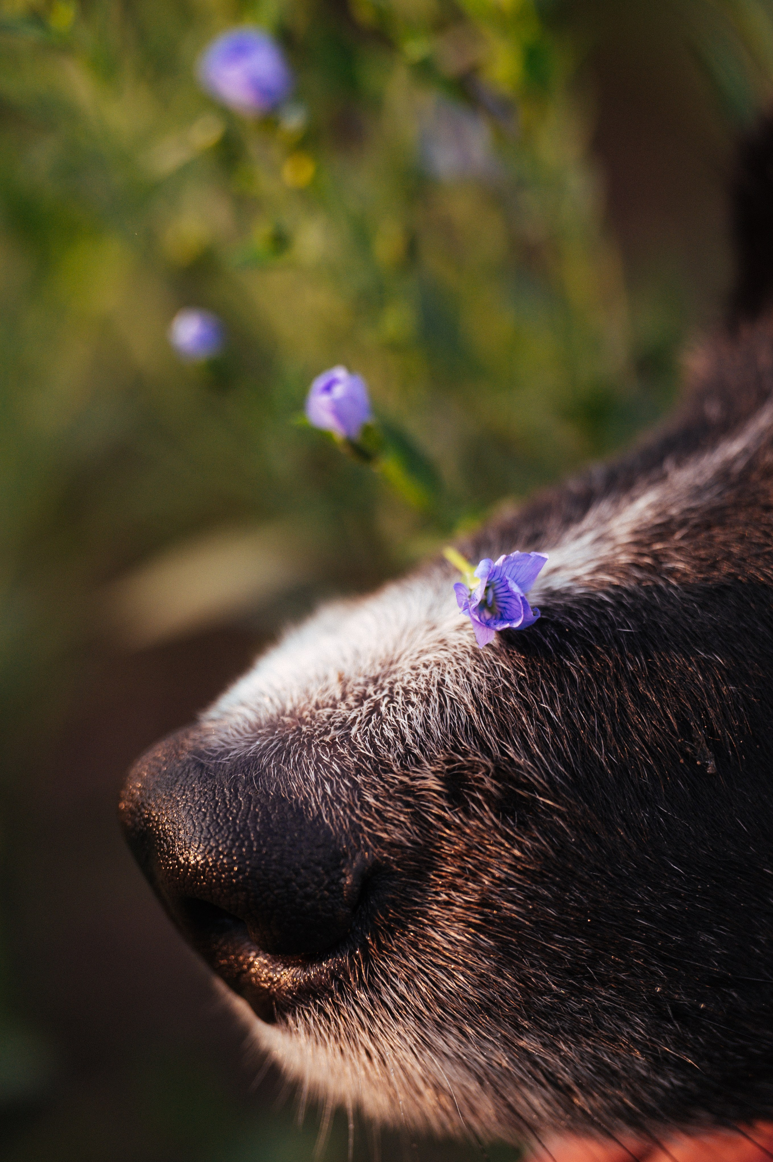 Прогулка на рассвете с бордер-колли. Фотограф в Ростове —на — Дону