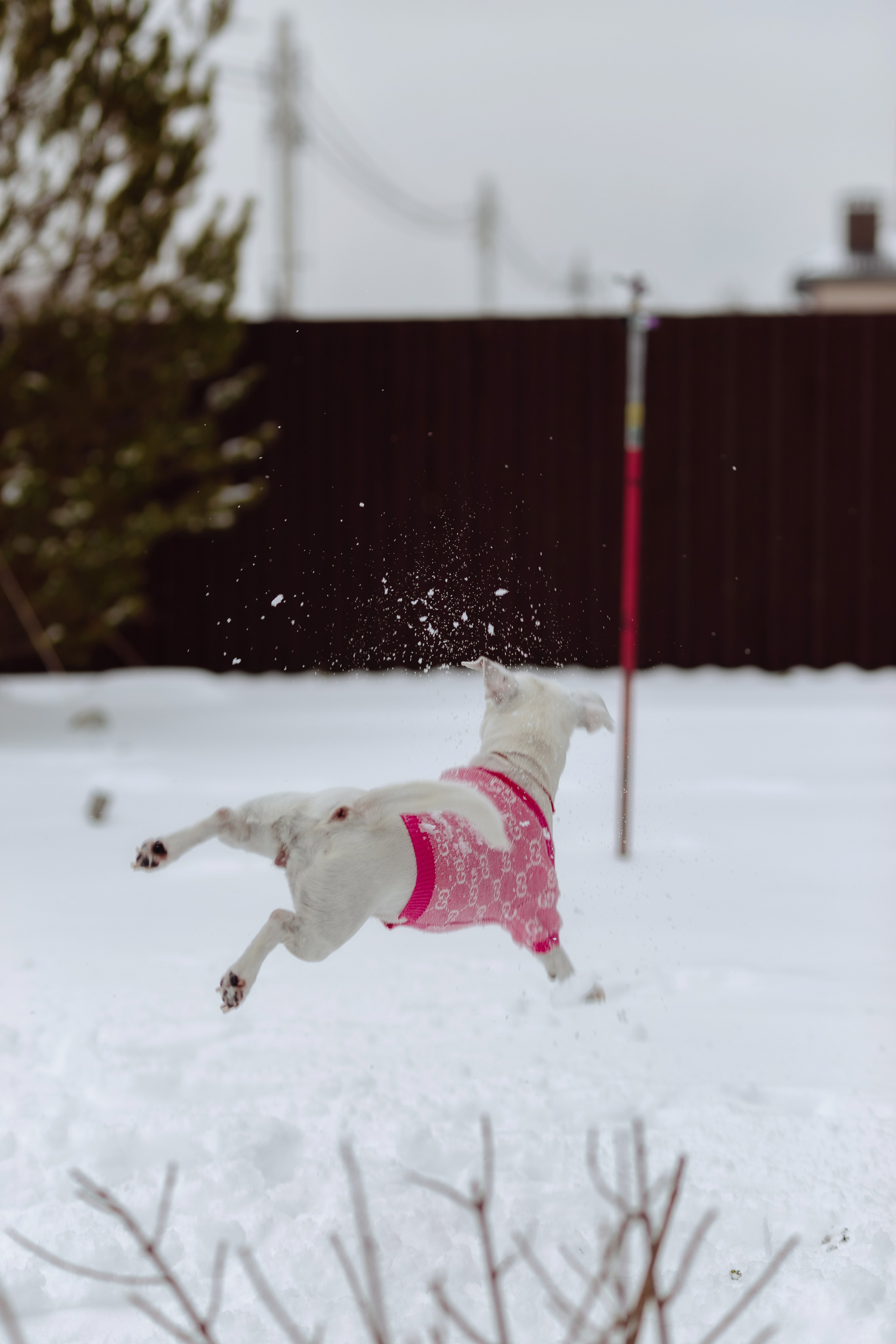 Домашняя. «NEW YEAR». Фотограф Москва / Балашиха