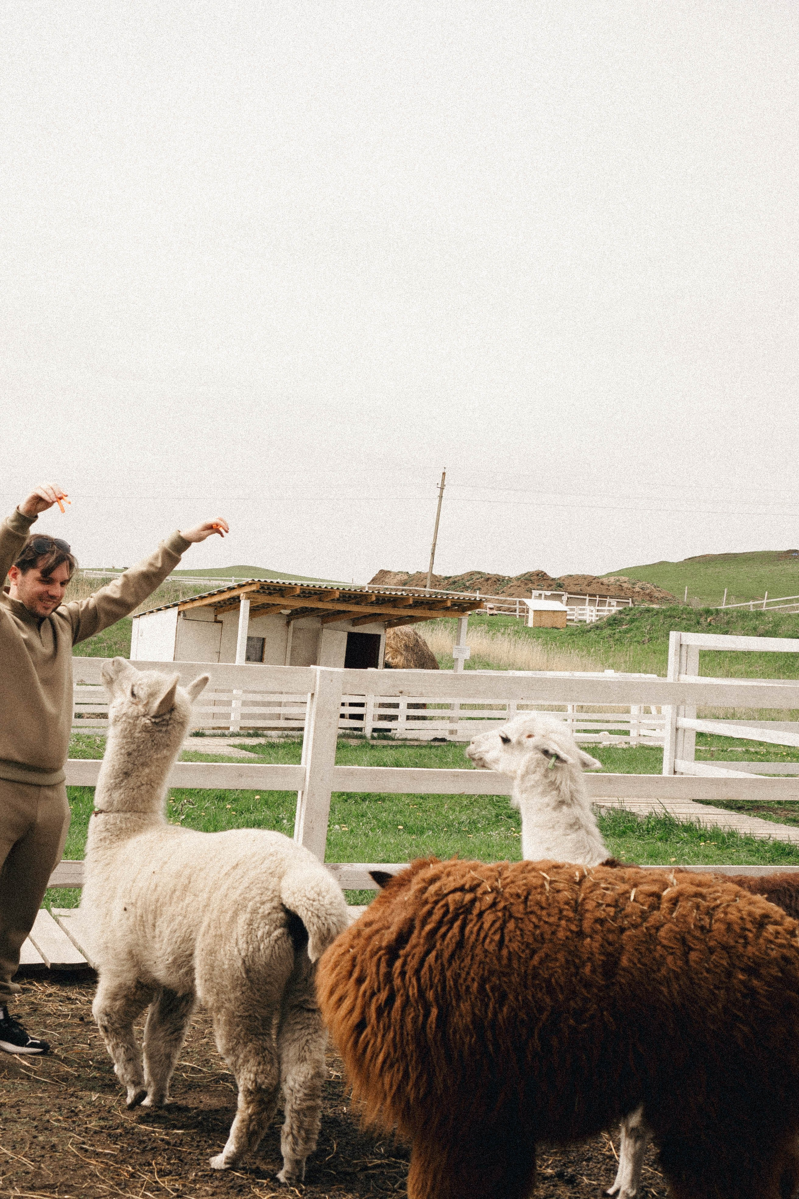 Ферма Альпак. Профессиональный фотограф, Санкт-Петербург — Виктория Богомолова