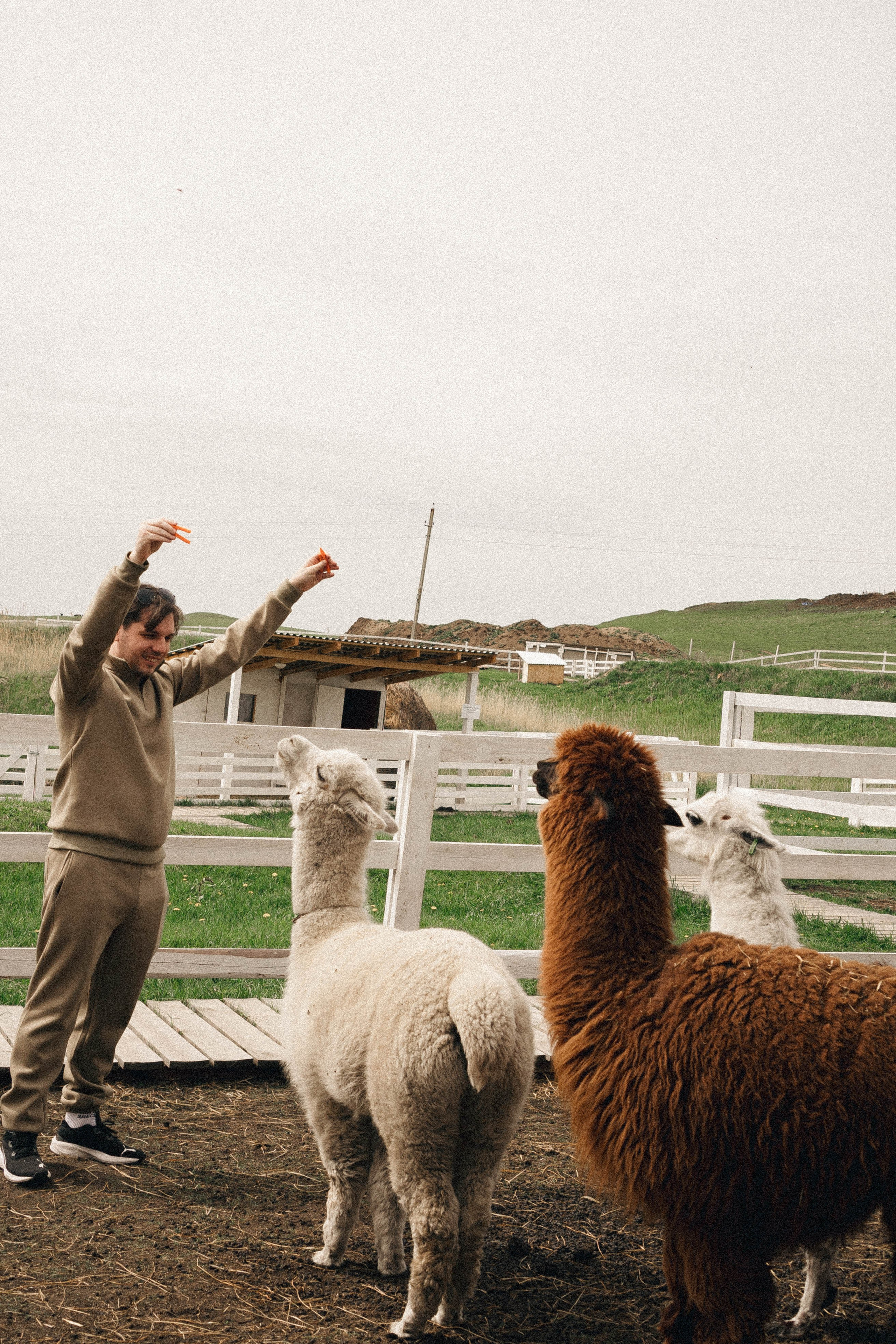 Ферма Альпак. Профессиональный фотограф, Санкт-Петербург — Виктория Богомолова