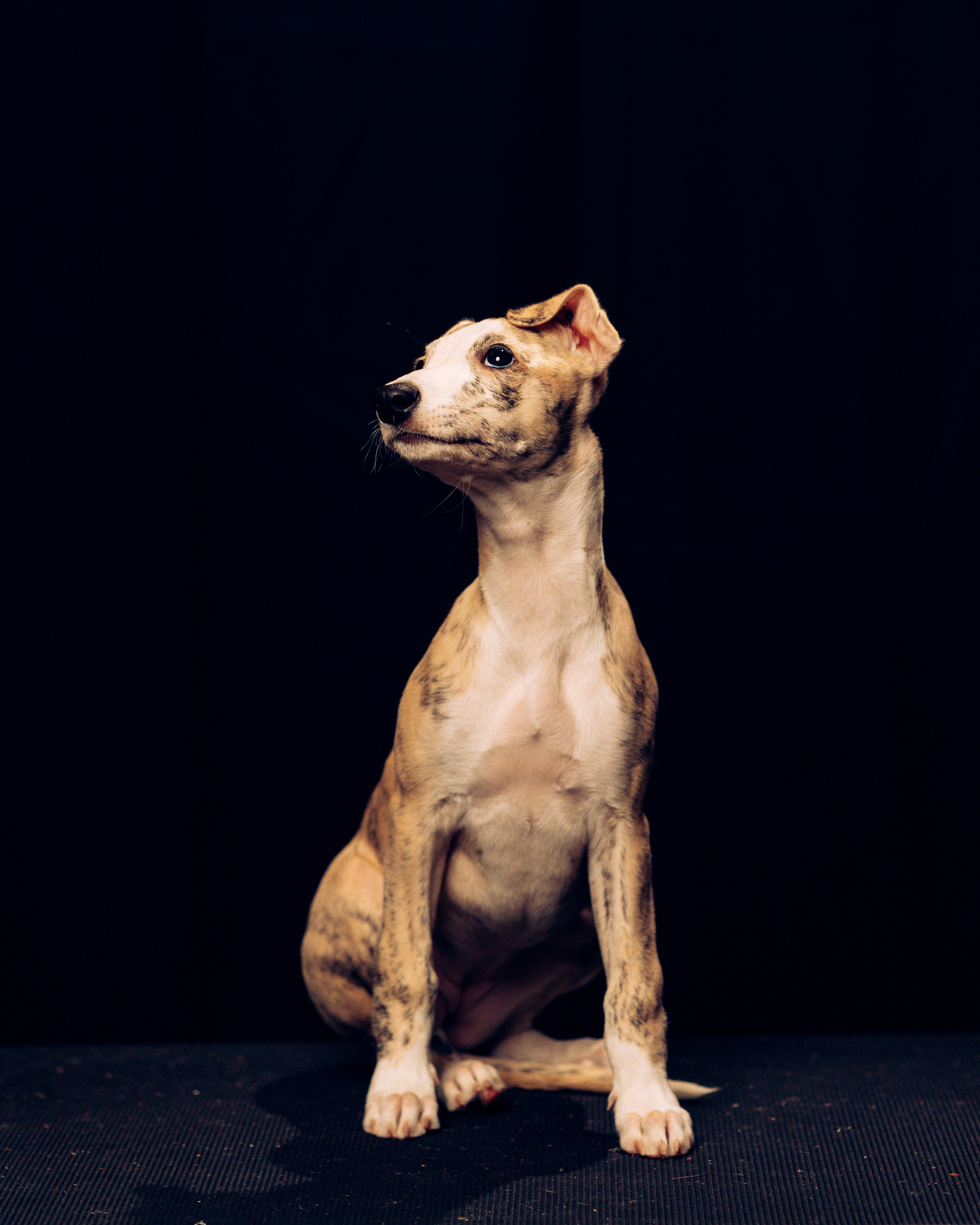 Детки-конфетки. Анна Самохина. Фотограф. Москва