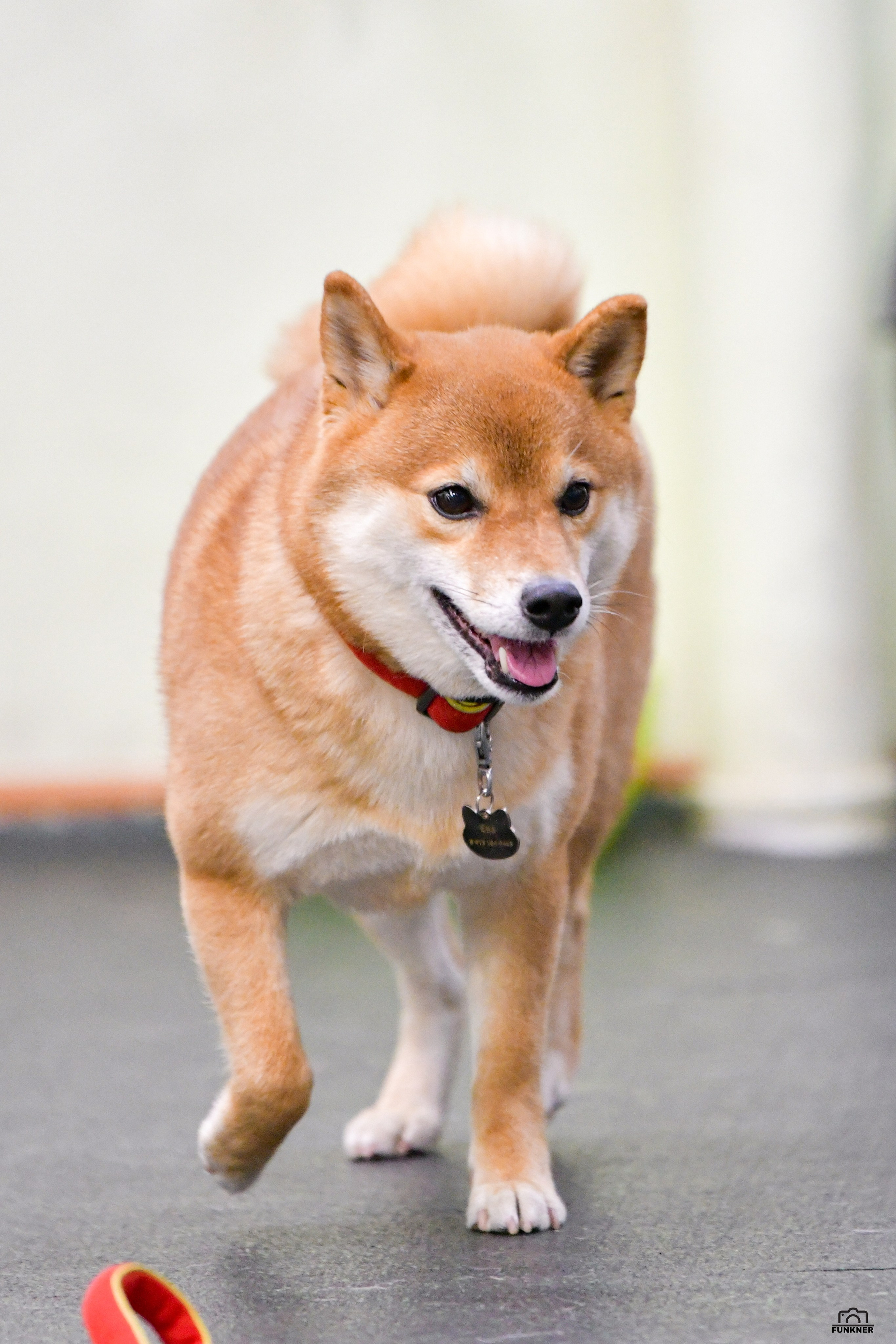 Кинологический клуб «Бодрый хвост». Свой взгляд через объектив