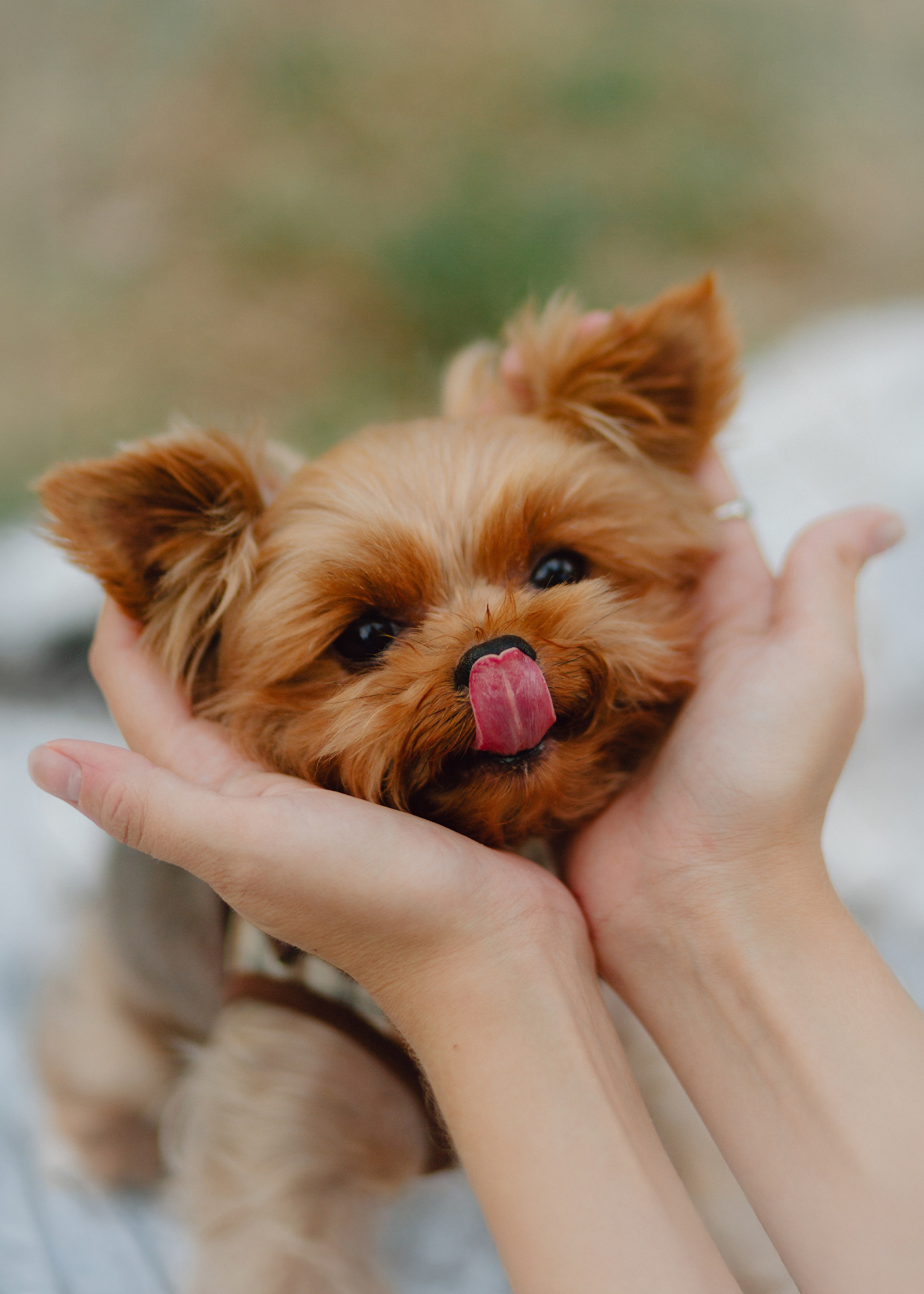 Julia & Her Playful Stitch. Barbara Isaeva