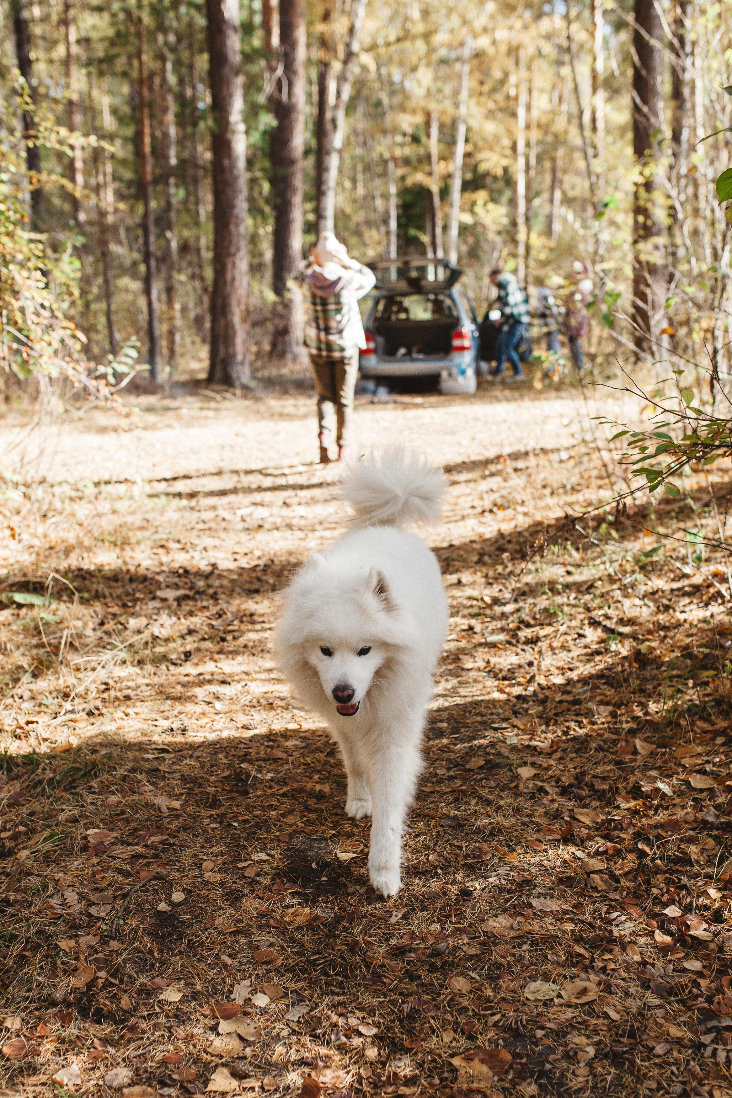 Антон, Надя, Даша, Лёва, бабушка и Циркон. Семейный фотограф Трусова Евгения в Екатеринбурге
