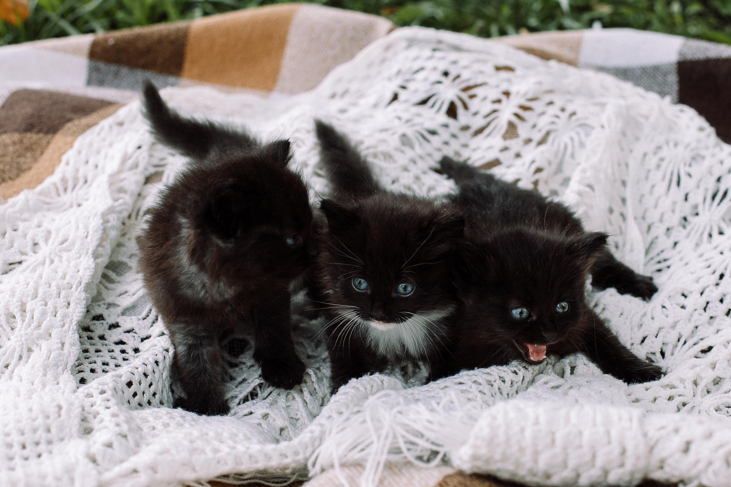 Кристина с питомцами. Семейный фотограф Трусова Евгения в Екатеринбурге