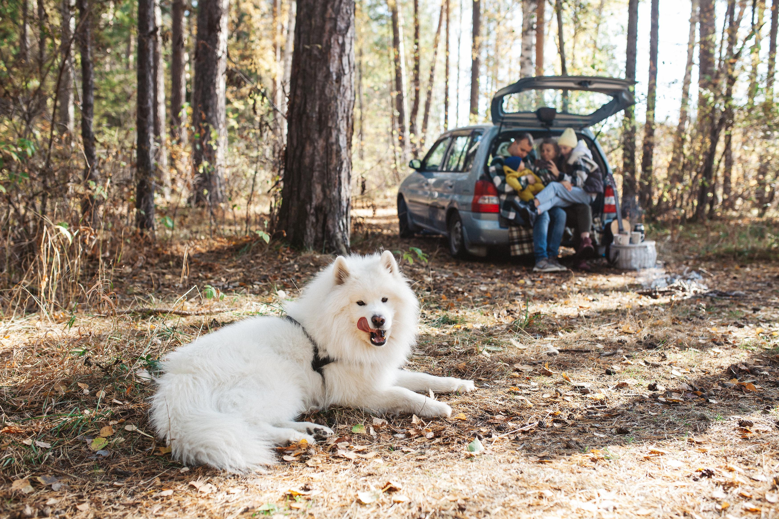 Антон, Надя, Даша, Лёва, бабушка и Циркон. Семейный фотограф Трусова Евгения в Екатеринбурге