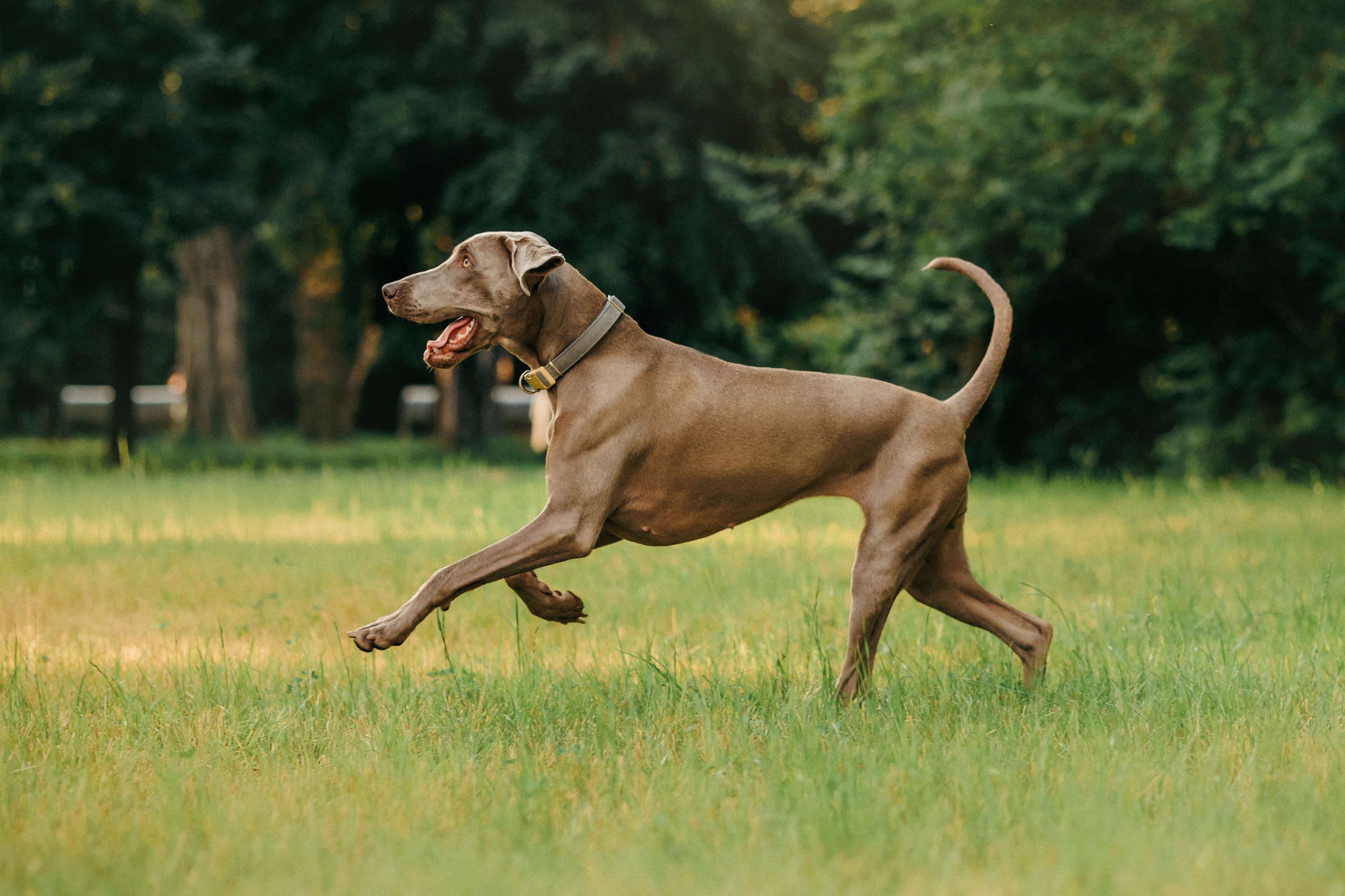 Соня и Майли. Фотограф-анималист Елена Радченко, Москва