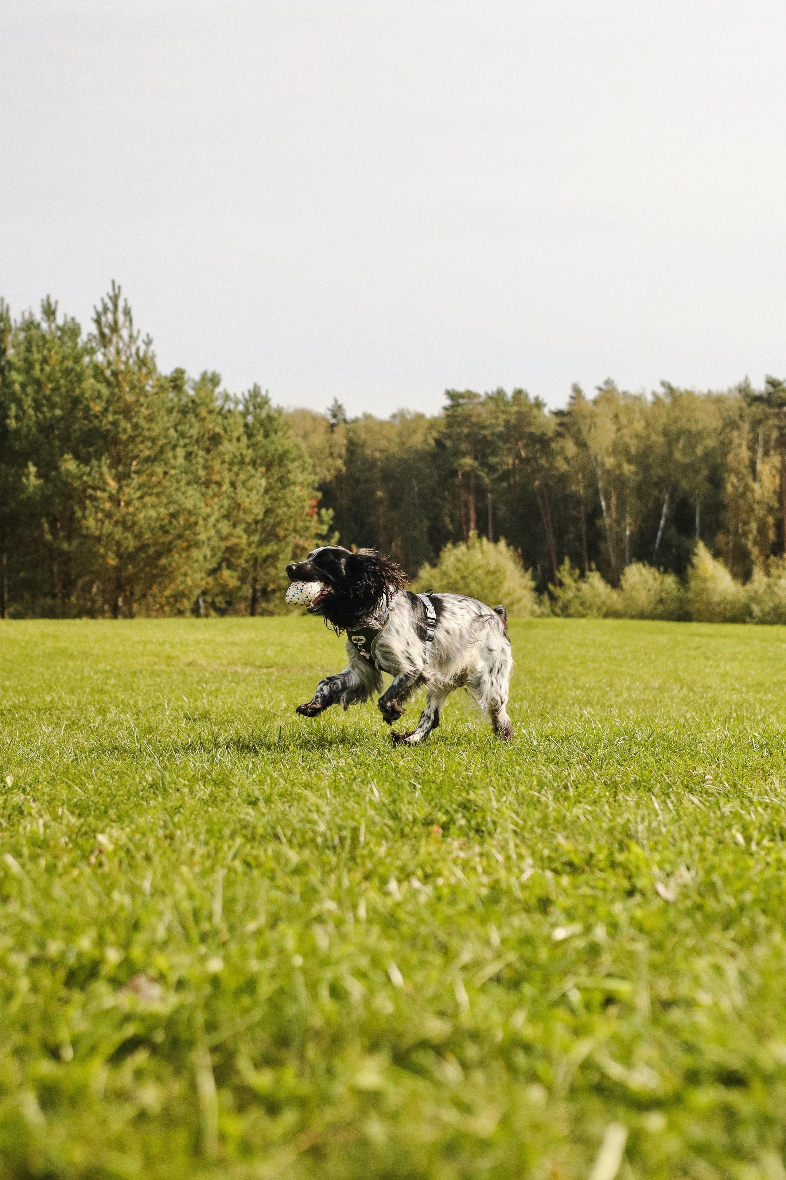 Купер и его семья. Фотограф-анималист Ксения Шевцова|Москва