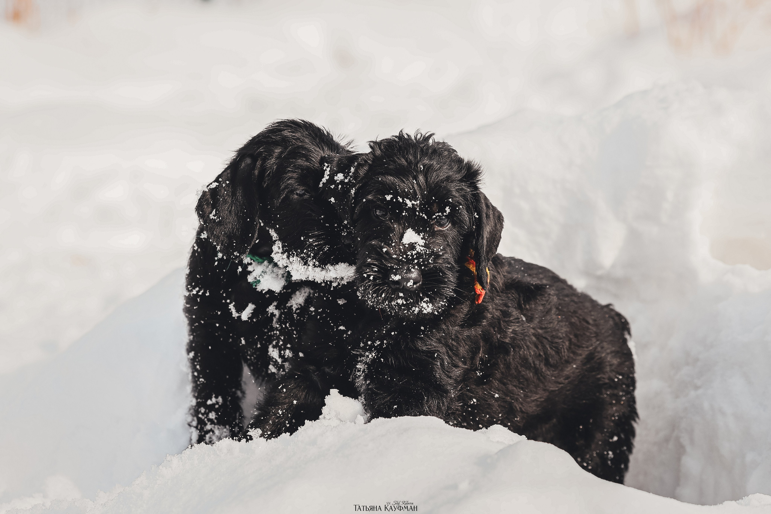Ризеншнауцер, щенки ризеншнауцера, купить ризеншнауцера, купить щенка, ризеншнауцер Новосибирск, фотосъемка щенков, фотосессия собак, заказать фотосессию, фотографии щенков, сфотографировать щенка, фотограф Анималист, фотограф собак Новосибирск, фотограф анималист Новосибирск