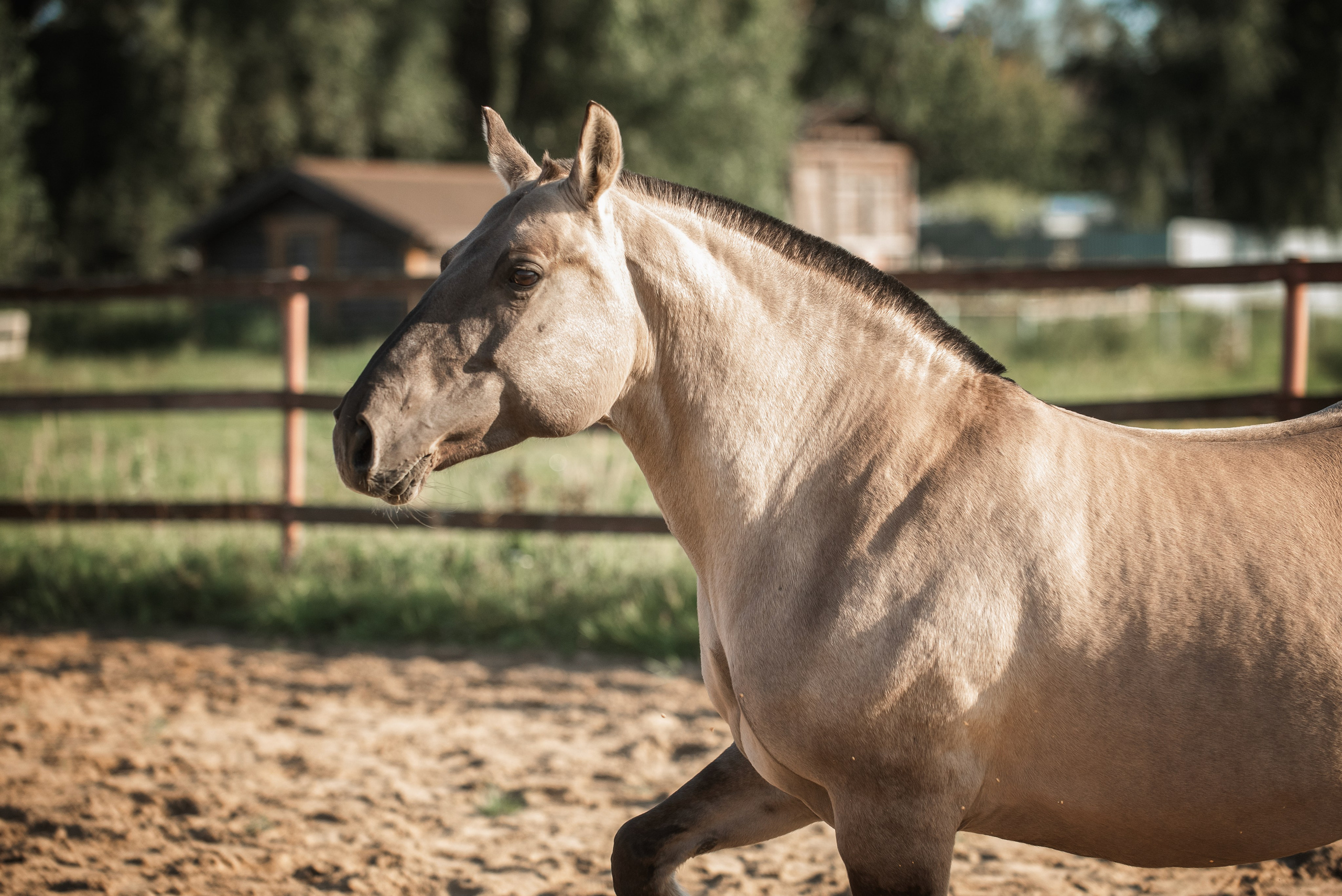 Катя SedlaMSK и Кася с Габи. Конный фотограф Куракина Дарья • Фотосессии с лошадьми