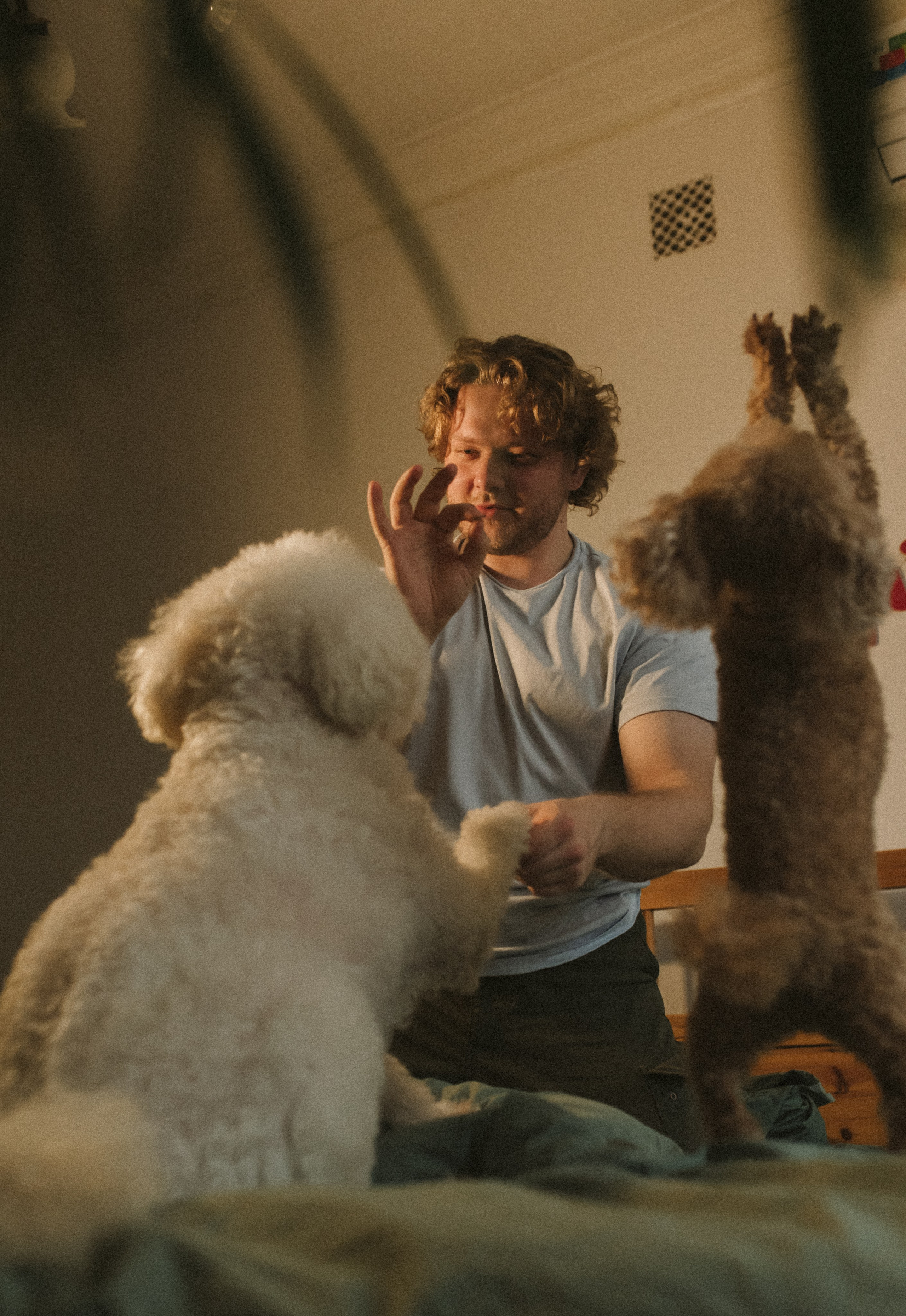 Ання и её кудрявая команда. Фотограф анималист в Москве Ольга Агушева