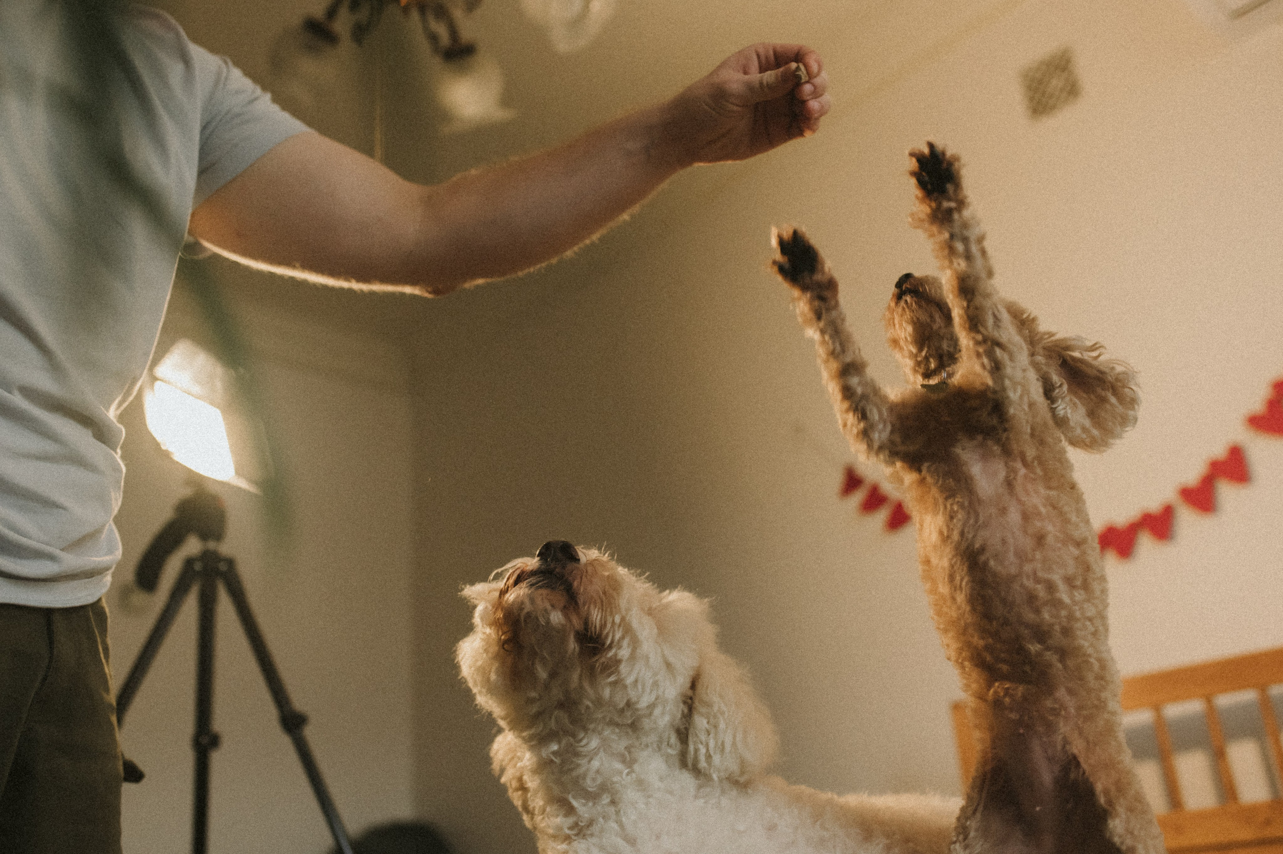 Ання и её кудрявая команда. Фотограф анималист в Москве Ольга Агушева