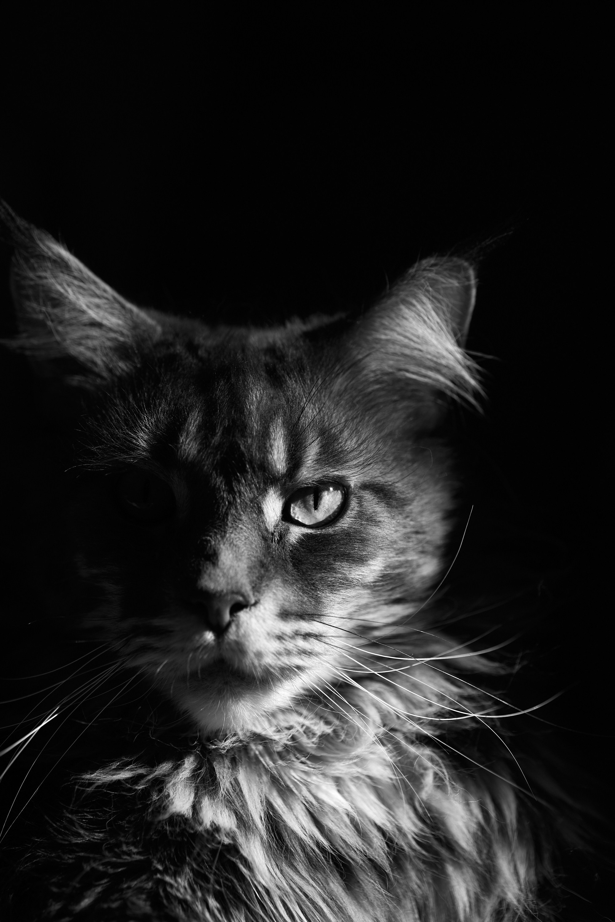 Мой кот. Даниил Савиных | Фотограф Тюмень