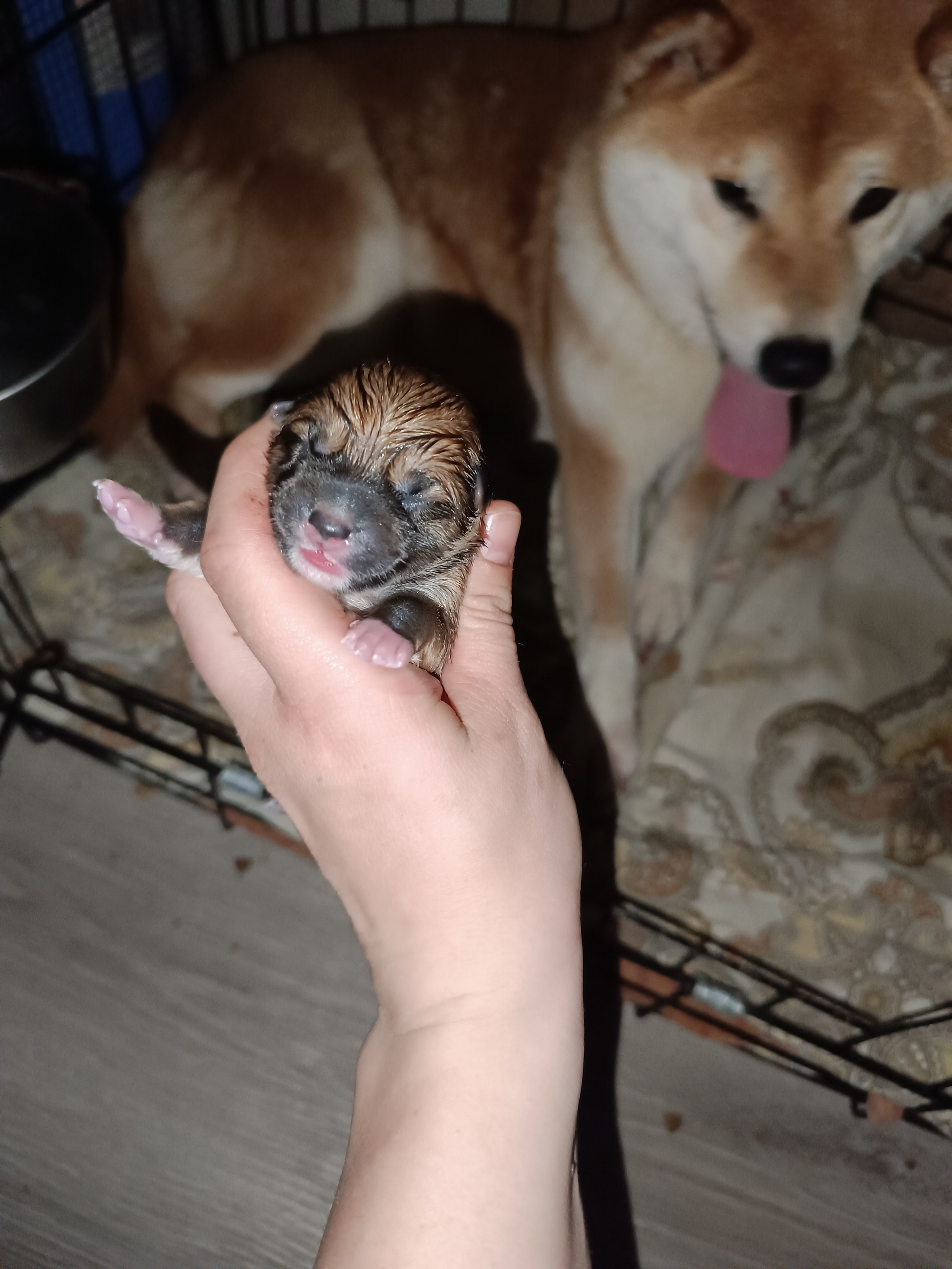 сиба питомник Рубилайт щенки на продажу rubylight  сиба щенки купить СПб Санкт-Петербург