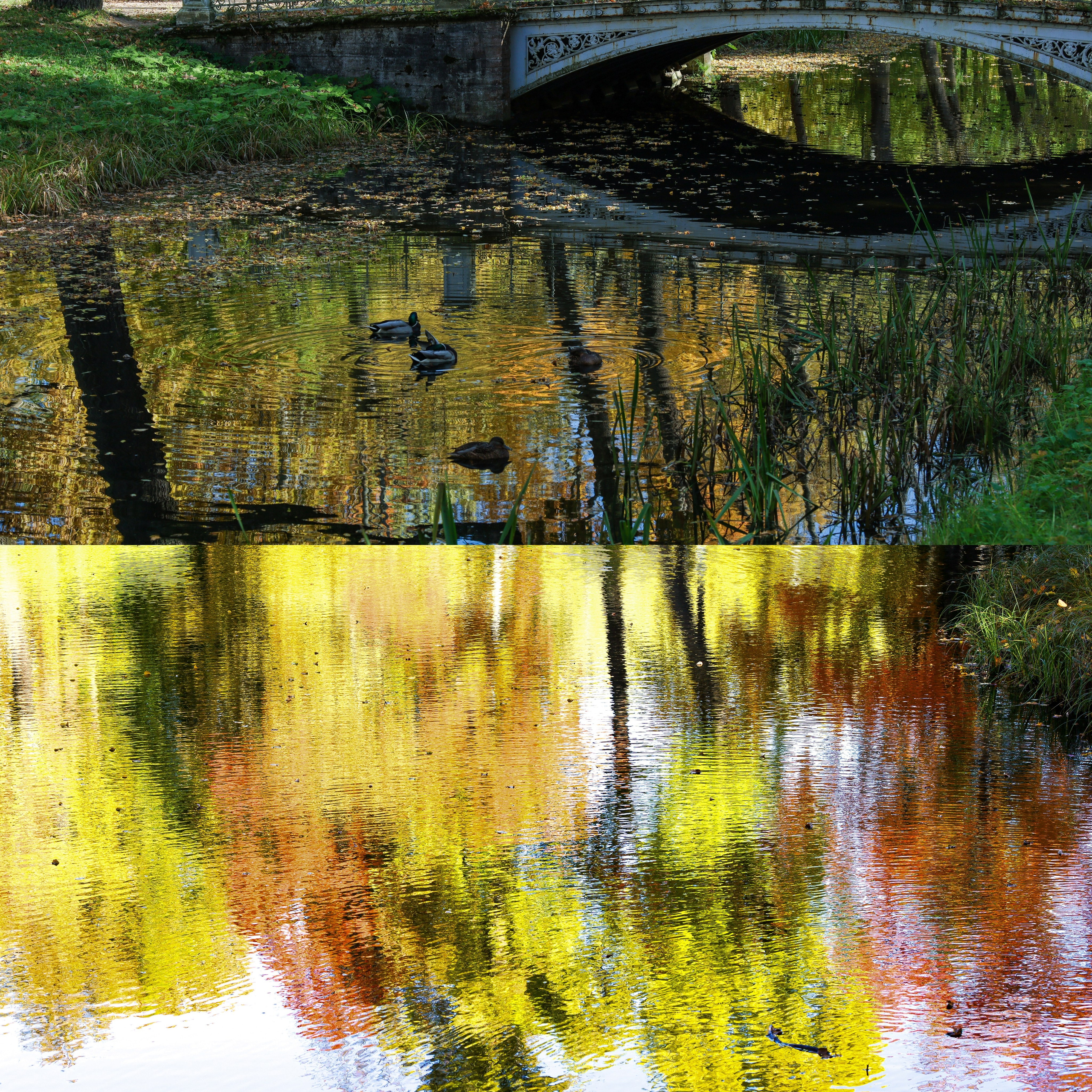 Природа &. Фотохудожник в СПб