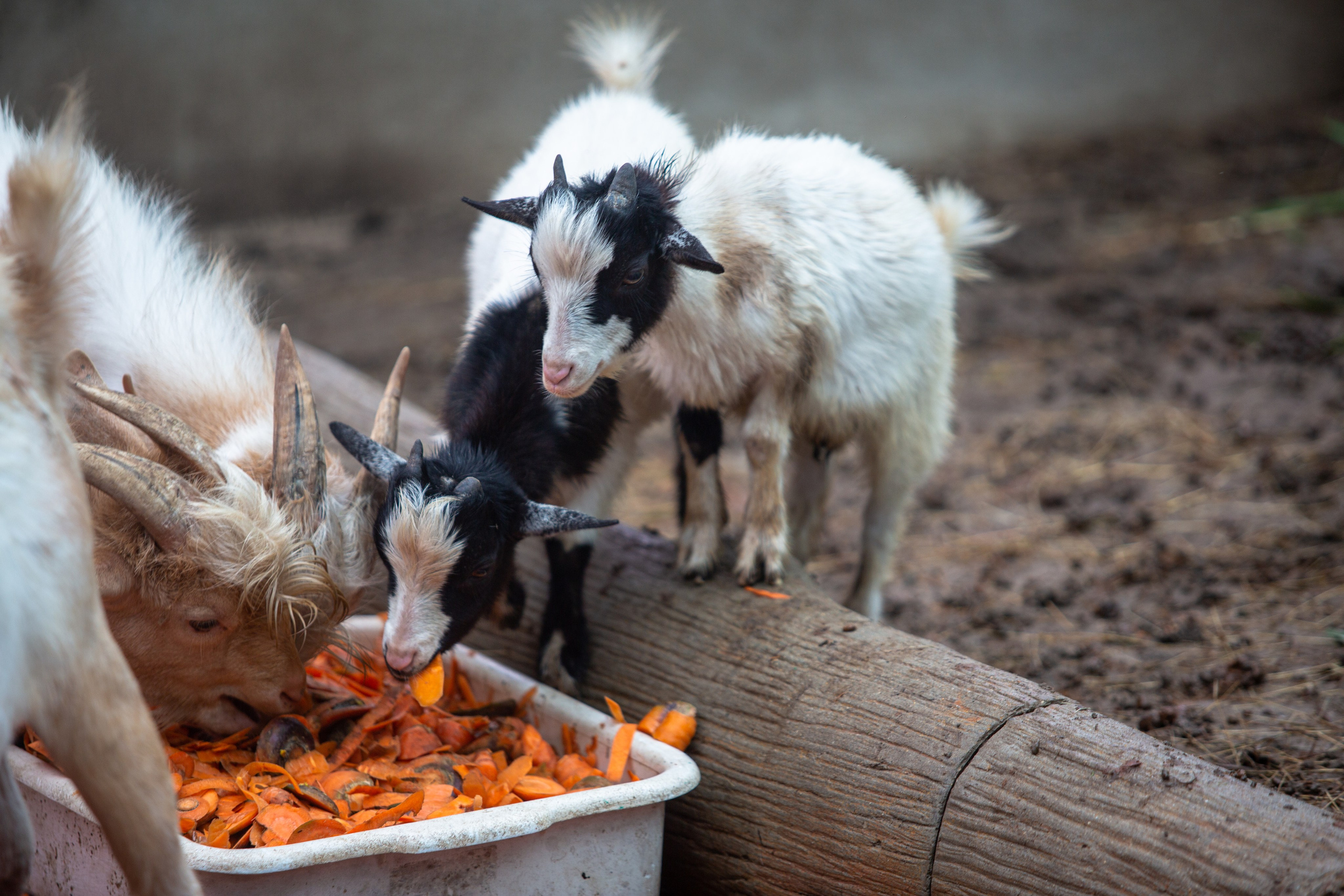 Samut Prakan Crocodile Farm & Zoo. Photographer Sonkina Tatiana (Tanya Ash)