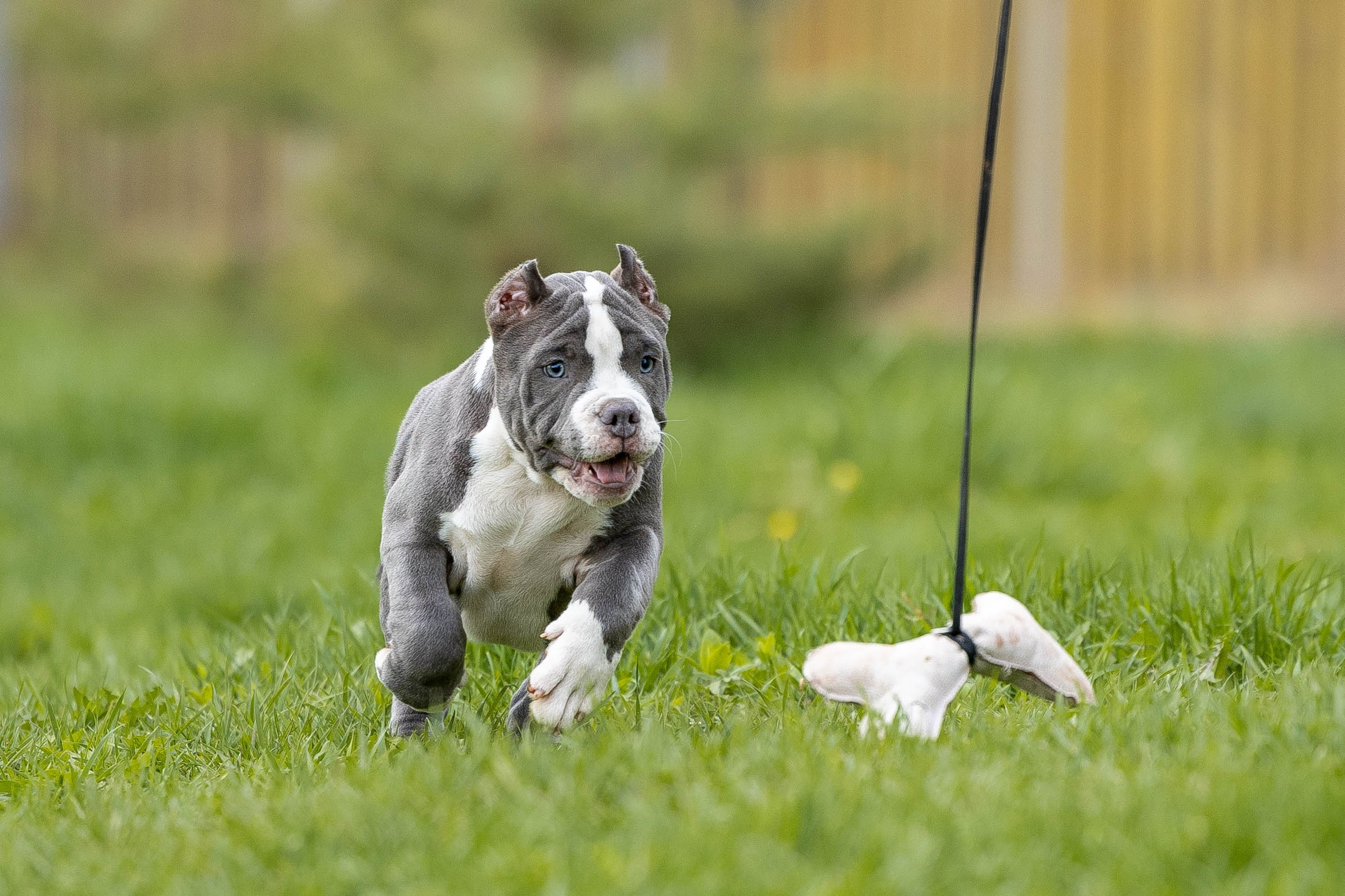 Щенки булли. Фотограф Анималист в Перми Анастасия Остерман