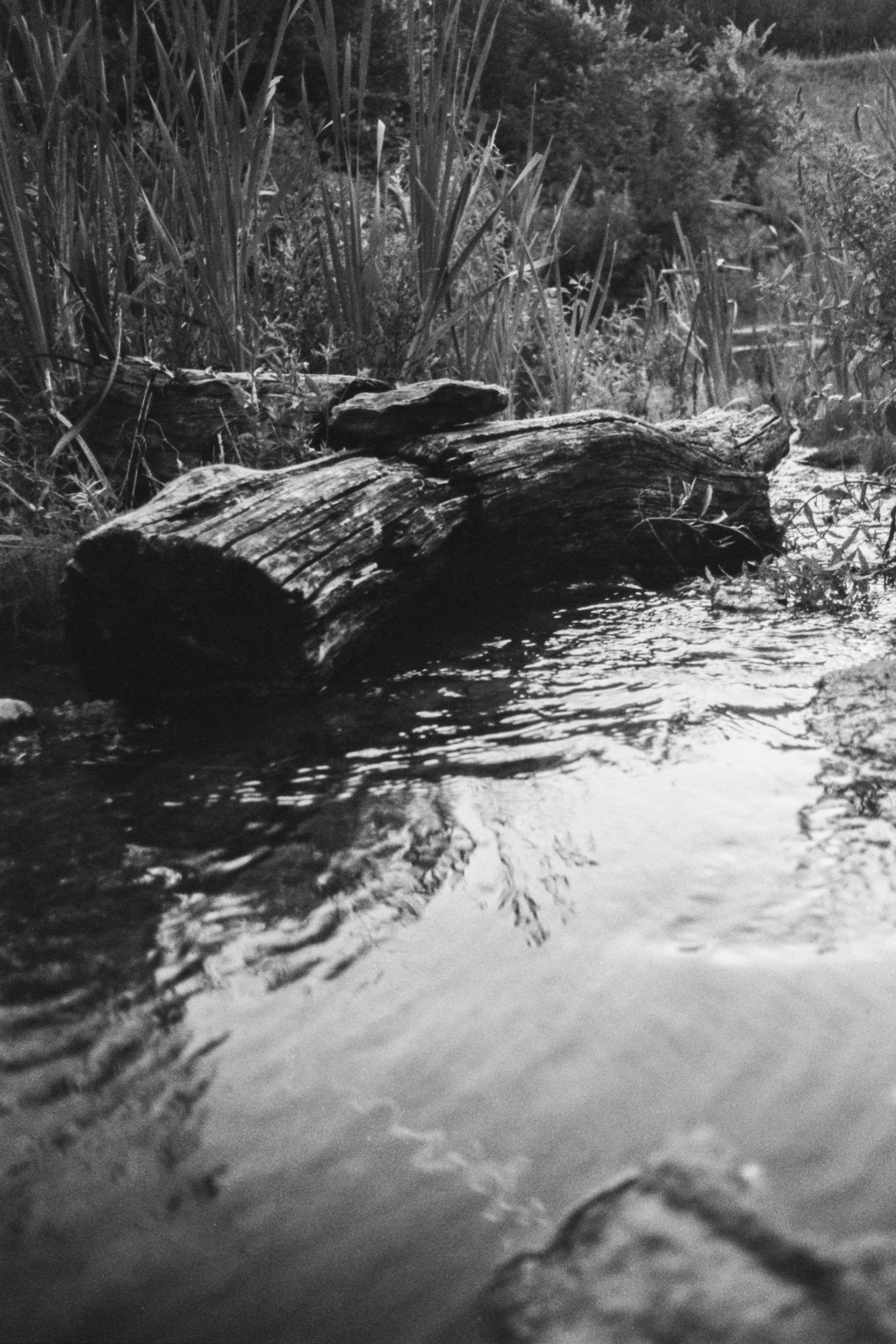 Пленочная история. Дмитрий Пропадалин, Нейрофотография